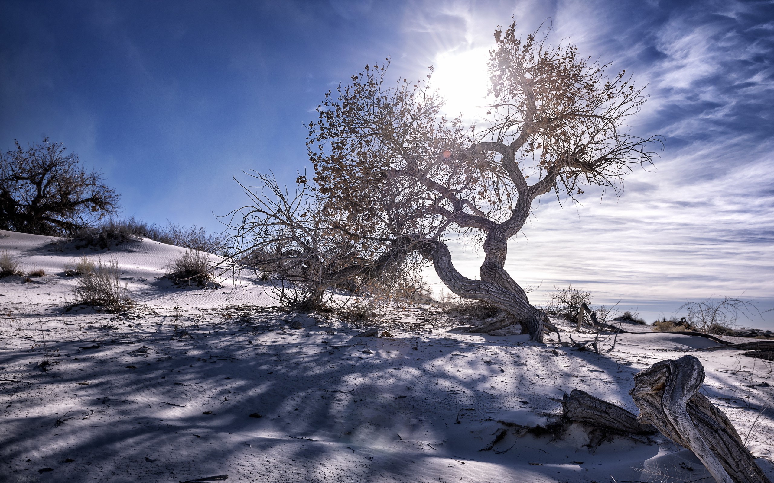 Twisted tree in a sandy desert landscape under a bright sun HD Wallpaper