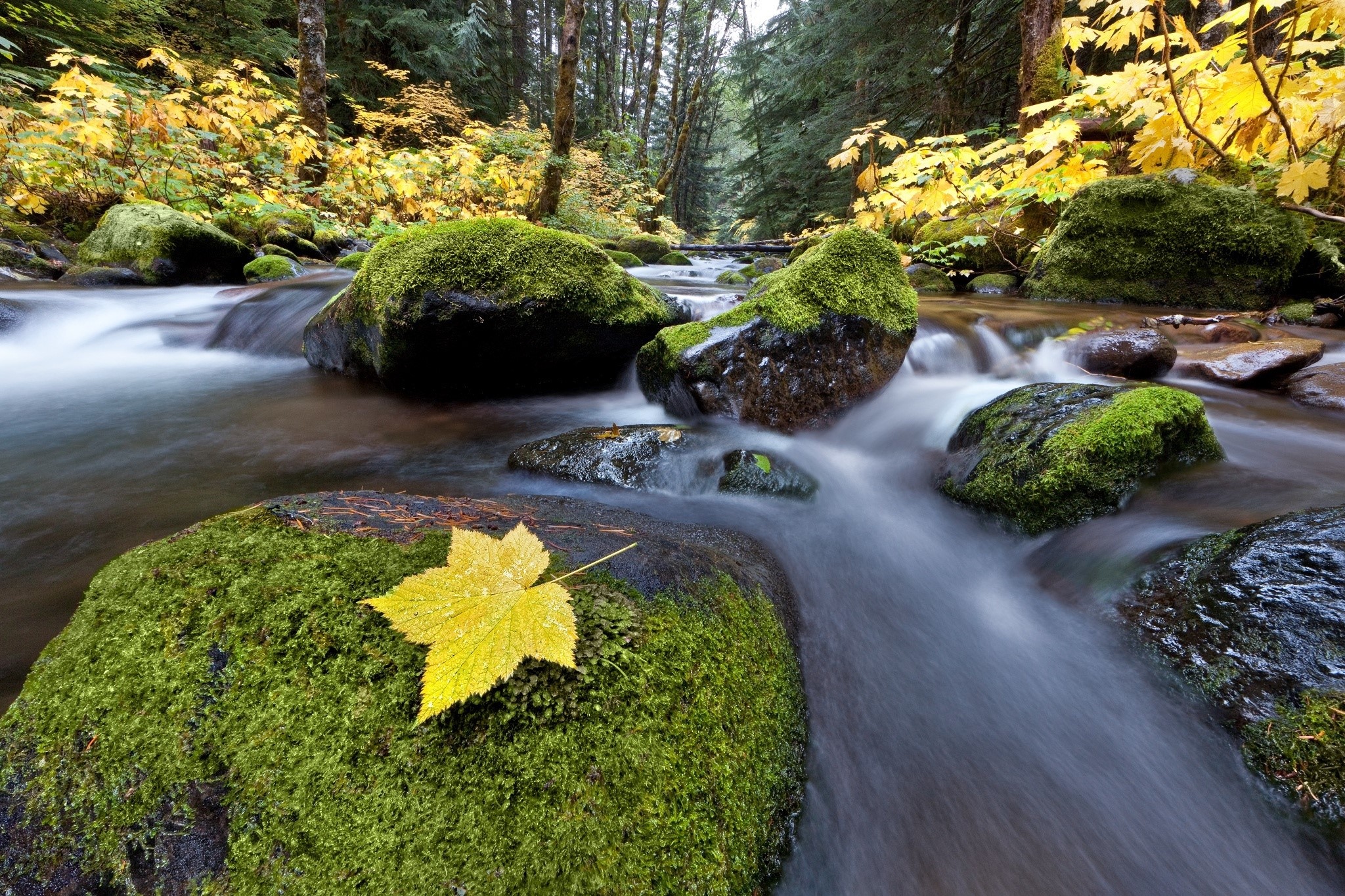 Autumn stream flowing over mossy rocks with yellow leaf HD Wallpaper