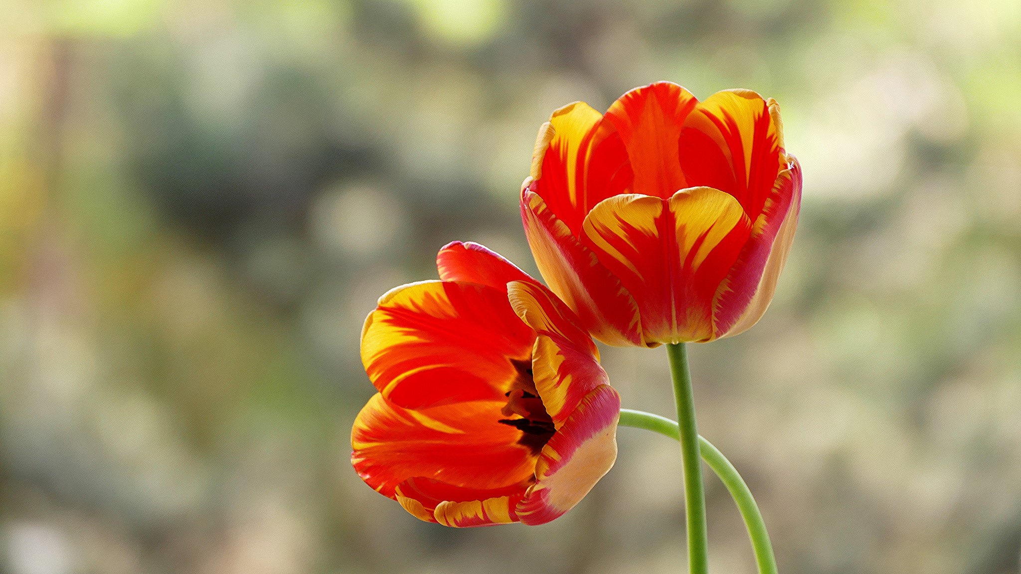 Two red and yellow tulips in close-up HD Wallpaper