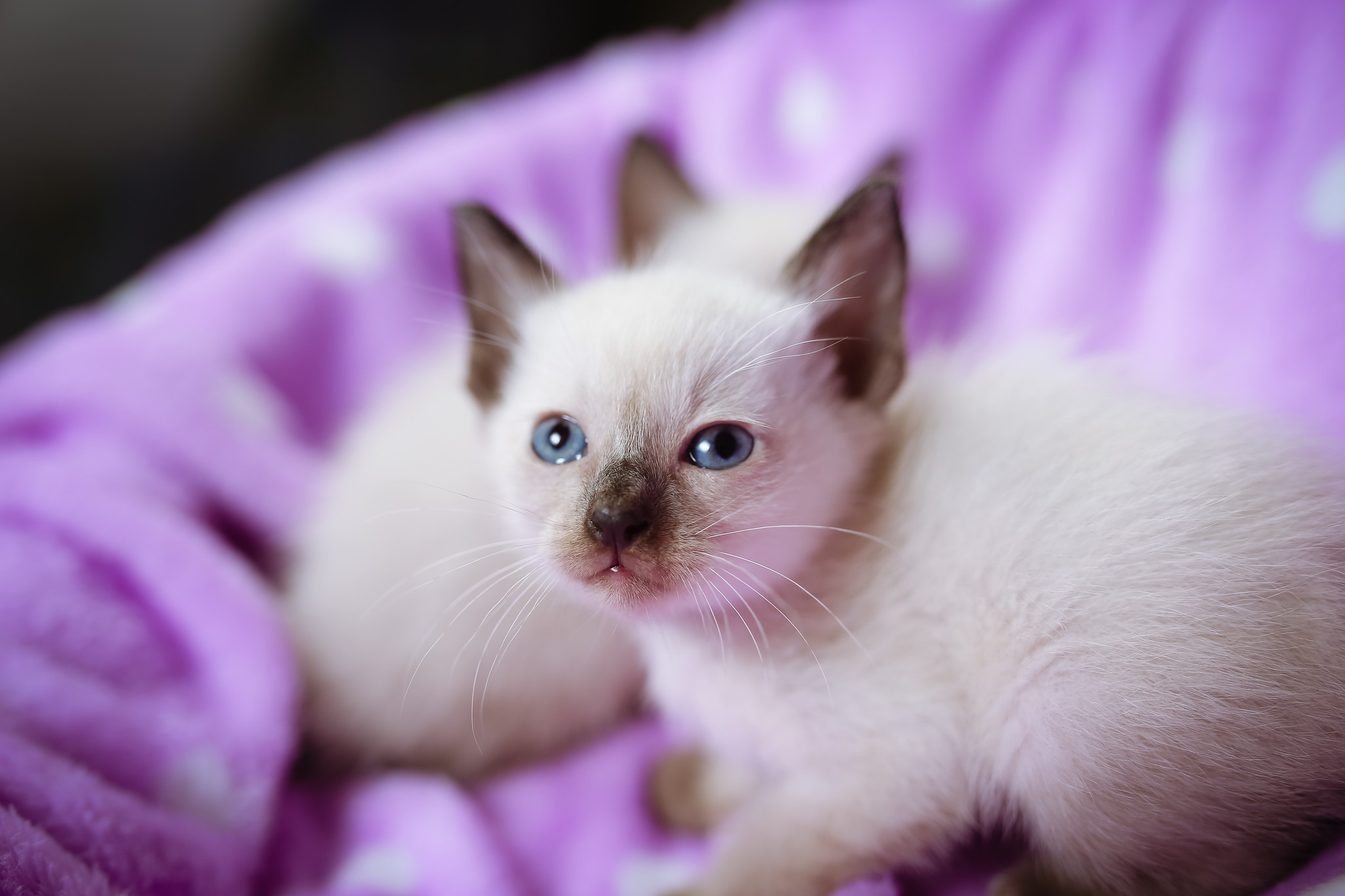 Two Siamese Kittens with Blue Eyes on a Purple Blanket HD Wallpaper