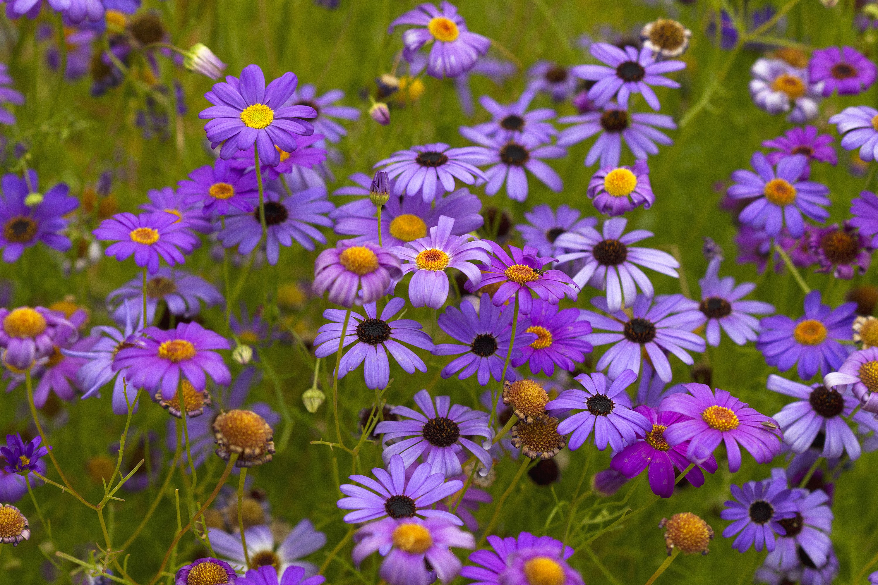Field of purple daisy-like flowers HD Wallpaper