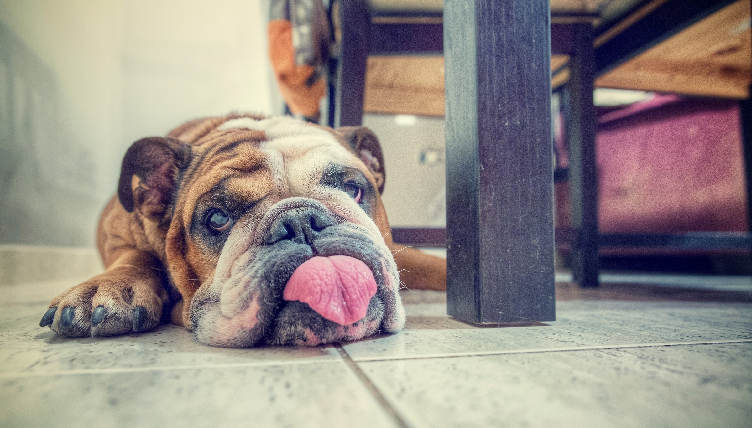 English Bulldog lying on the floor with tongue out HD Wallpaper