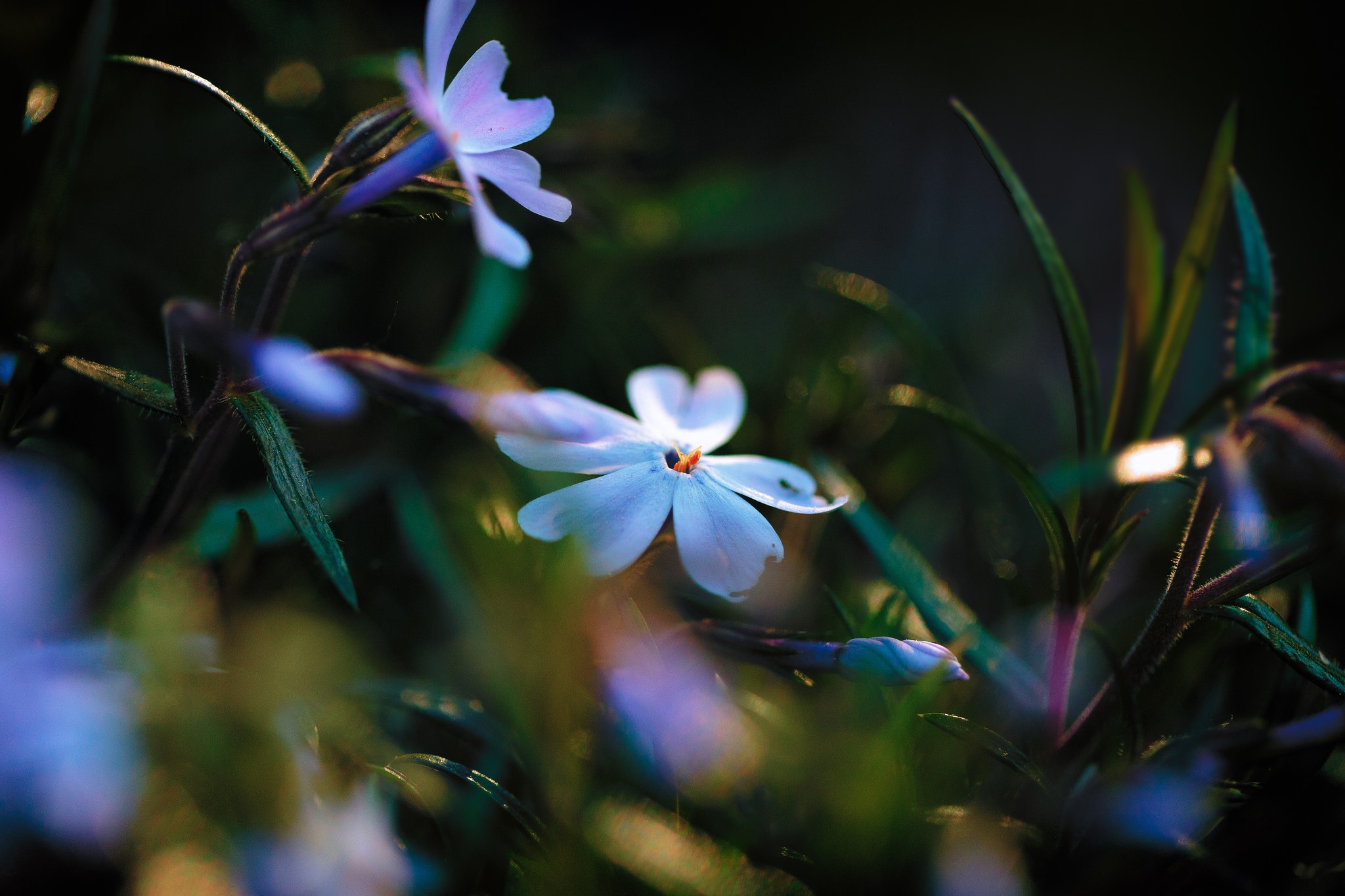 Close-up of delicate purple Phlox flowers HD Wallpaper