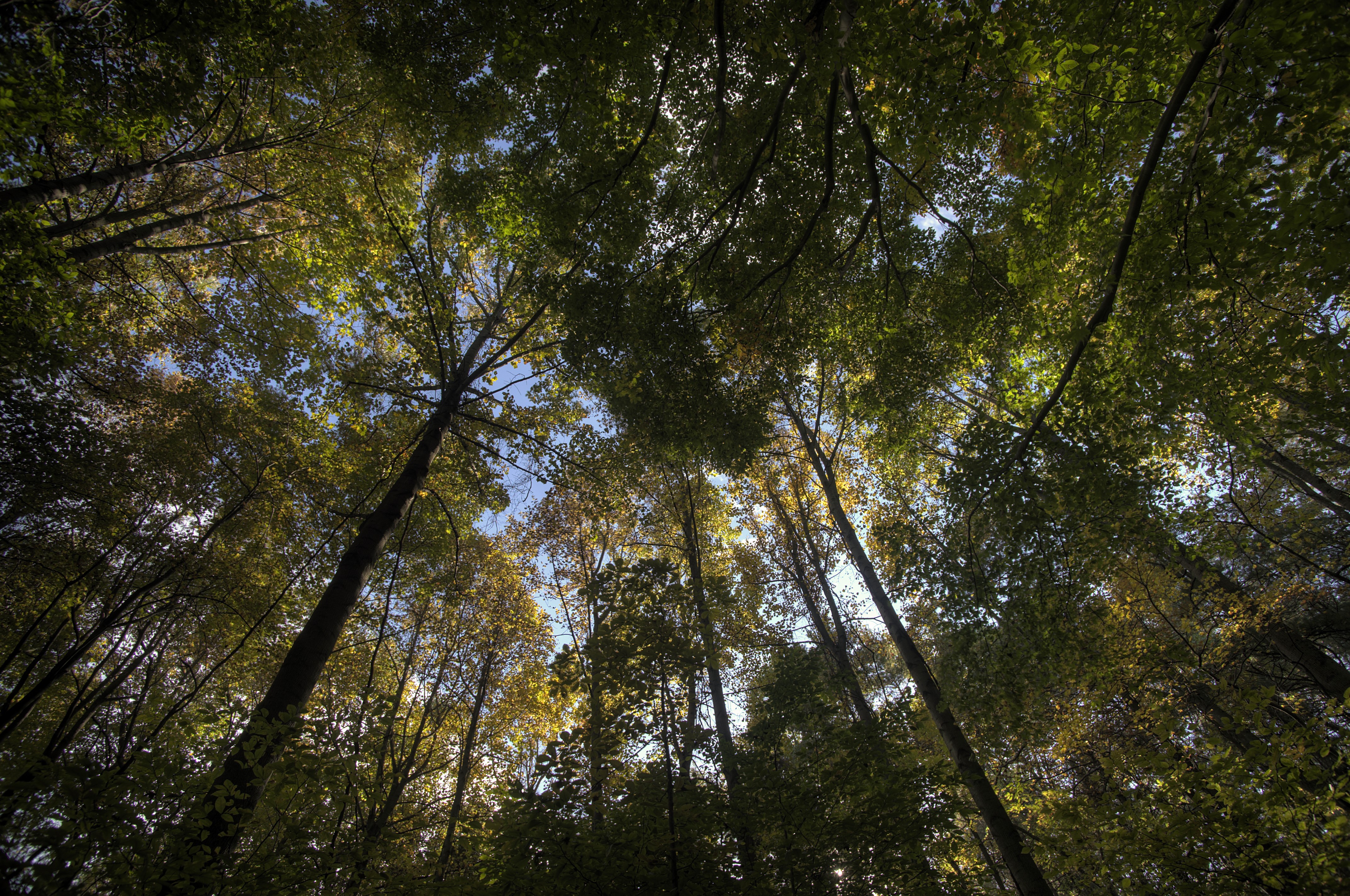 Looking up through trees in a forest HD Wallpaper