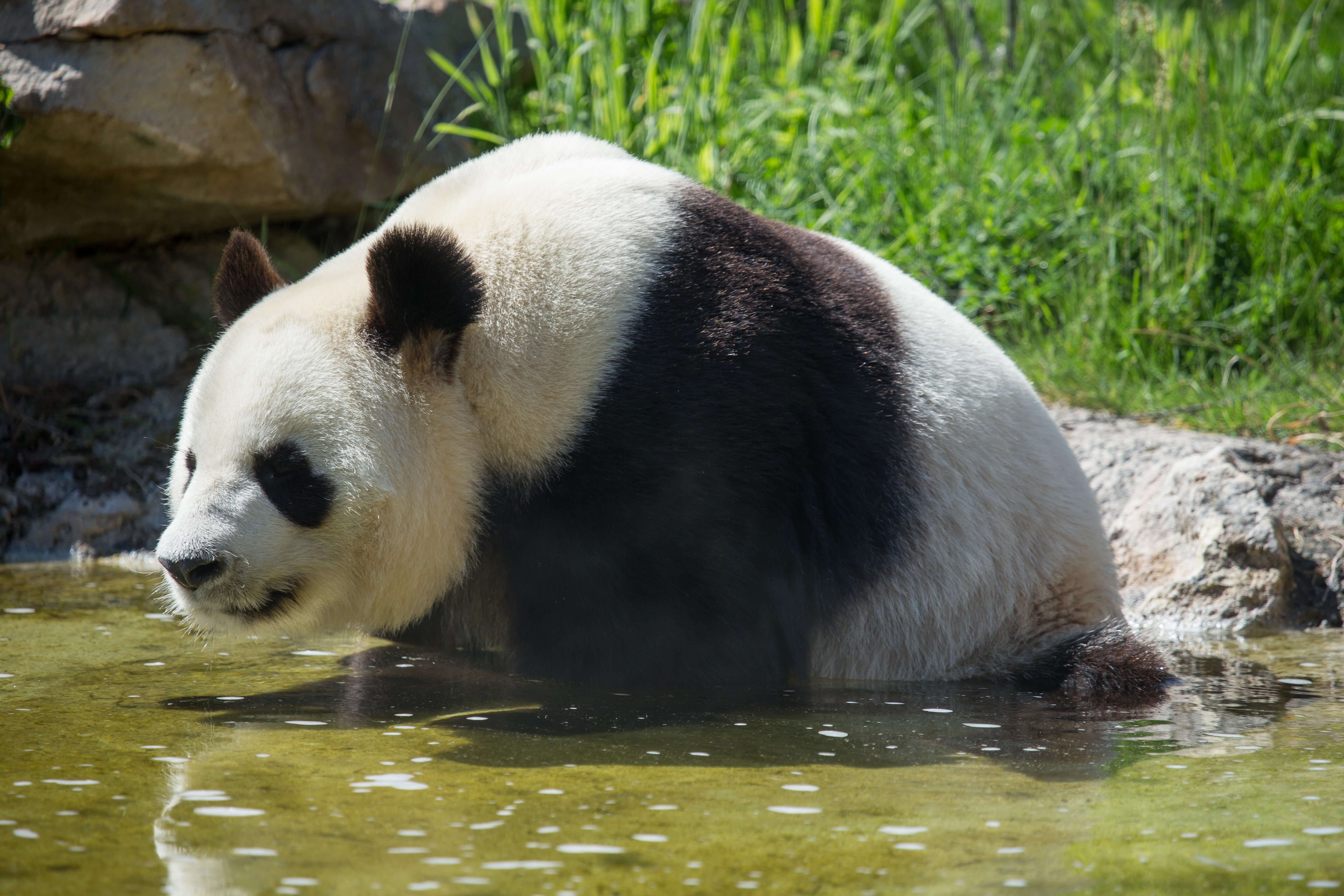 Giant Panda in Water HD Wallpaper