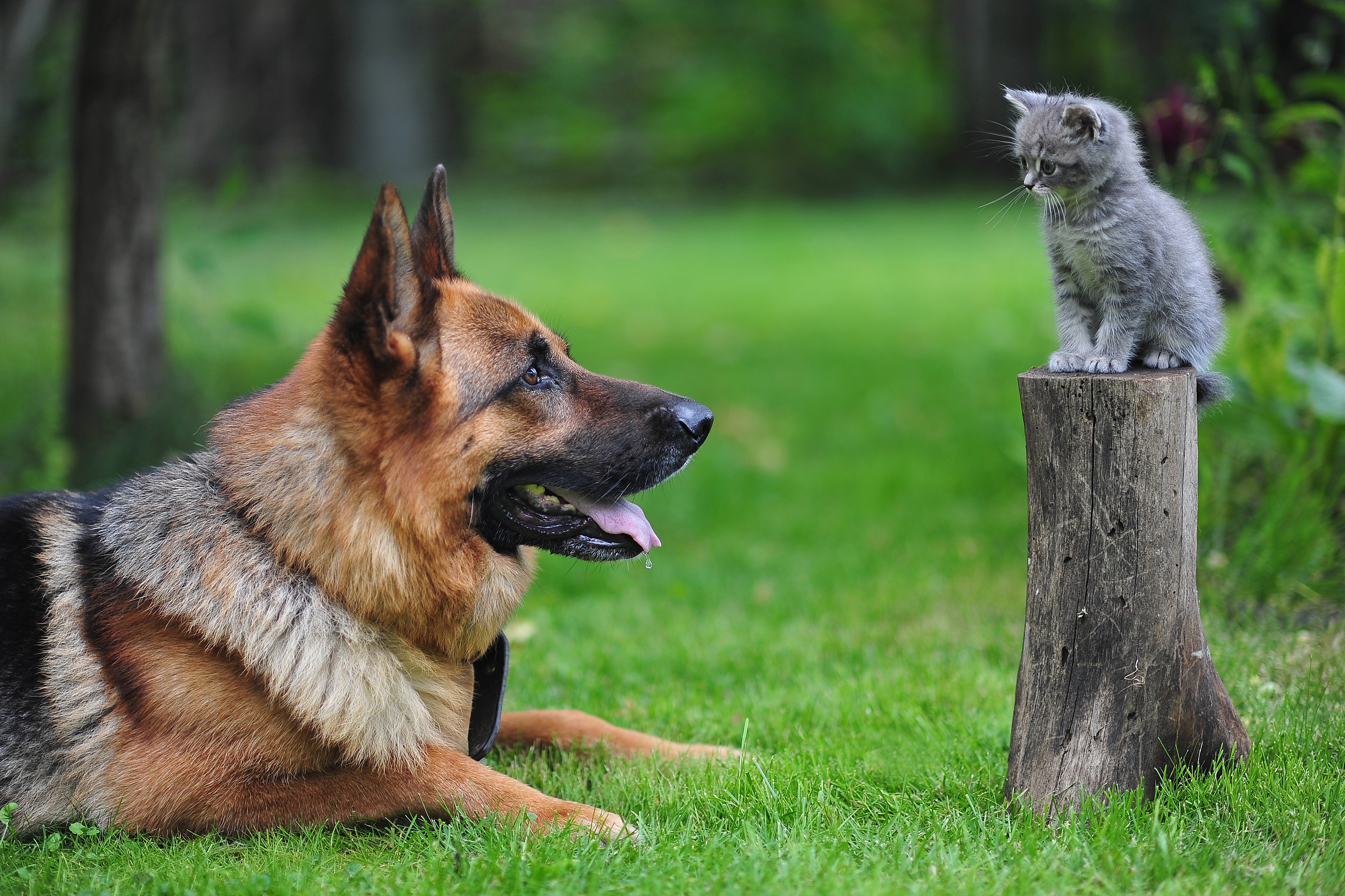 German Shepherd and Kitten on Tree Stump HD Wallpaper