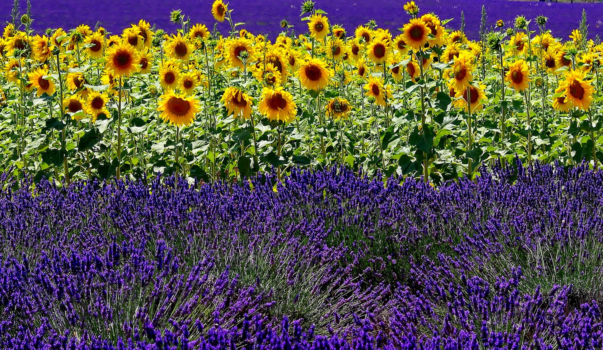 Field of Sunflowers and Lavender HD Wallpaper
