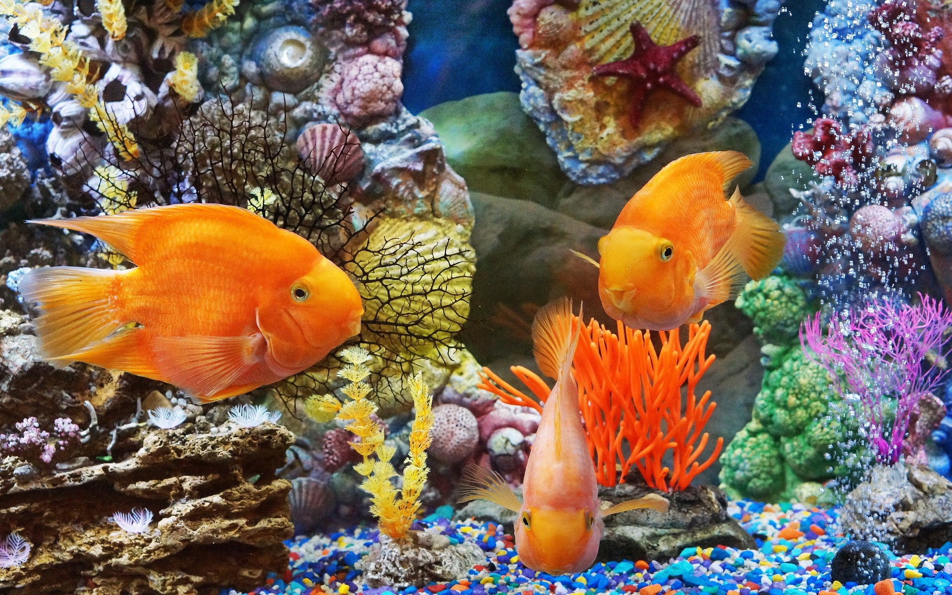 Three Blood Parrot Cichlid fish in a decorated aquarium HD Wallpaper