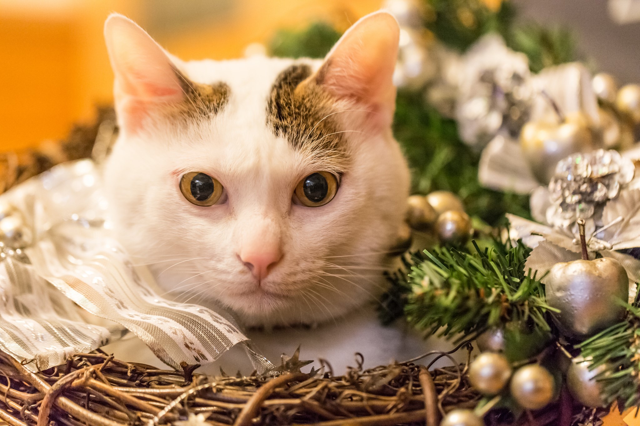 White cat with brown spots in a Christmas wreath HD Wallpaper