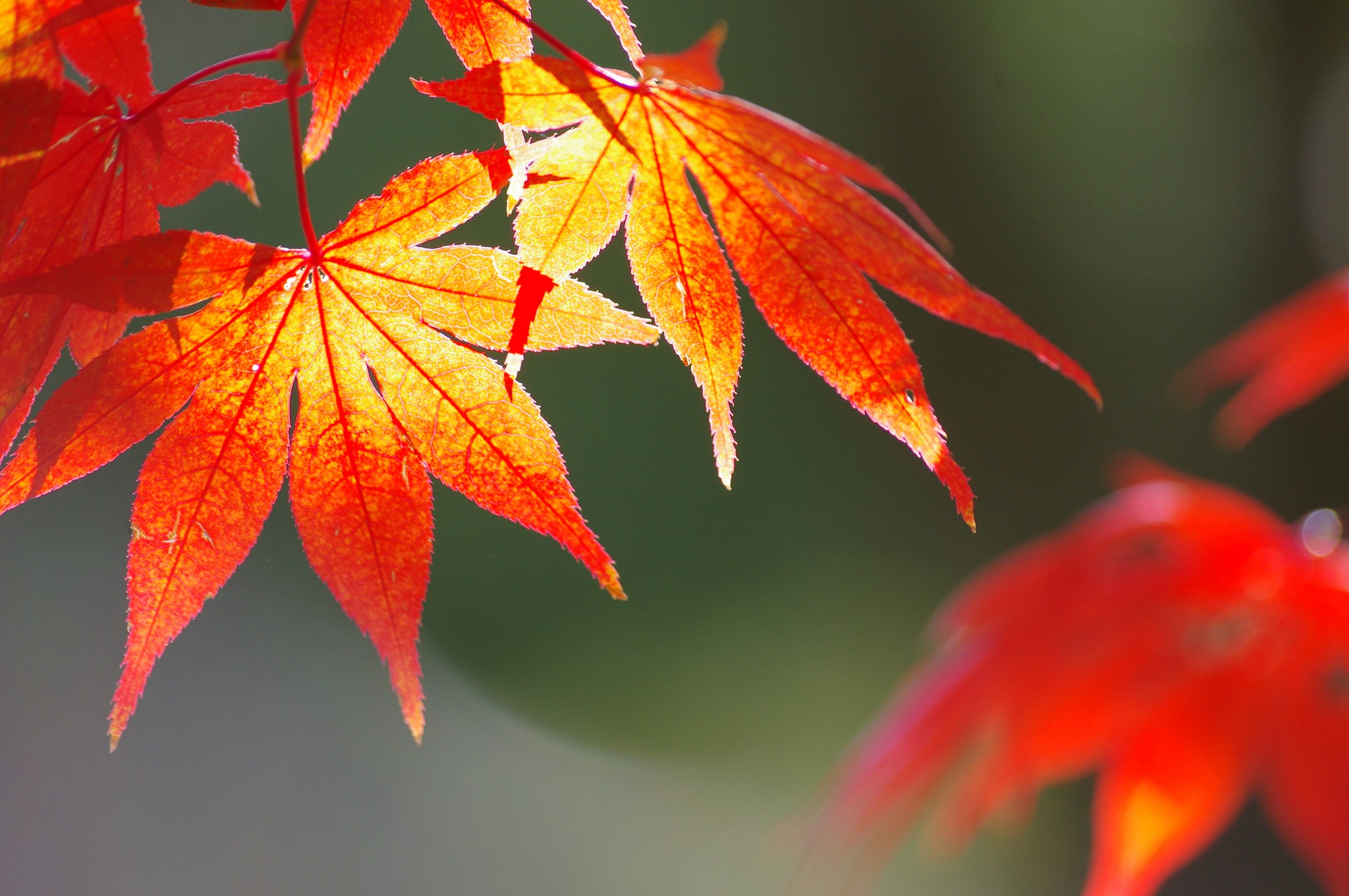 Close-up of bright red maple leaves in autumn sunlight HD Wallpaper