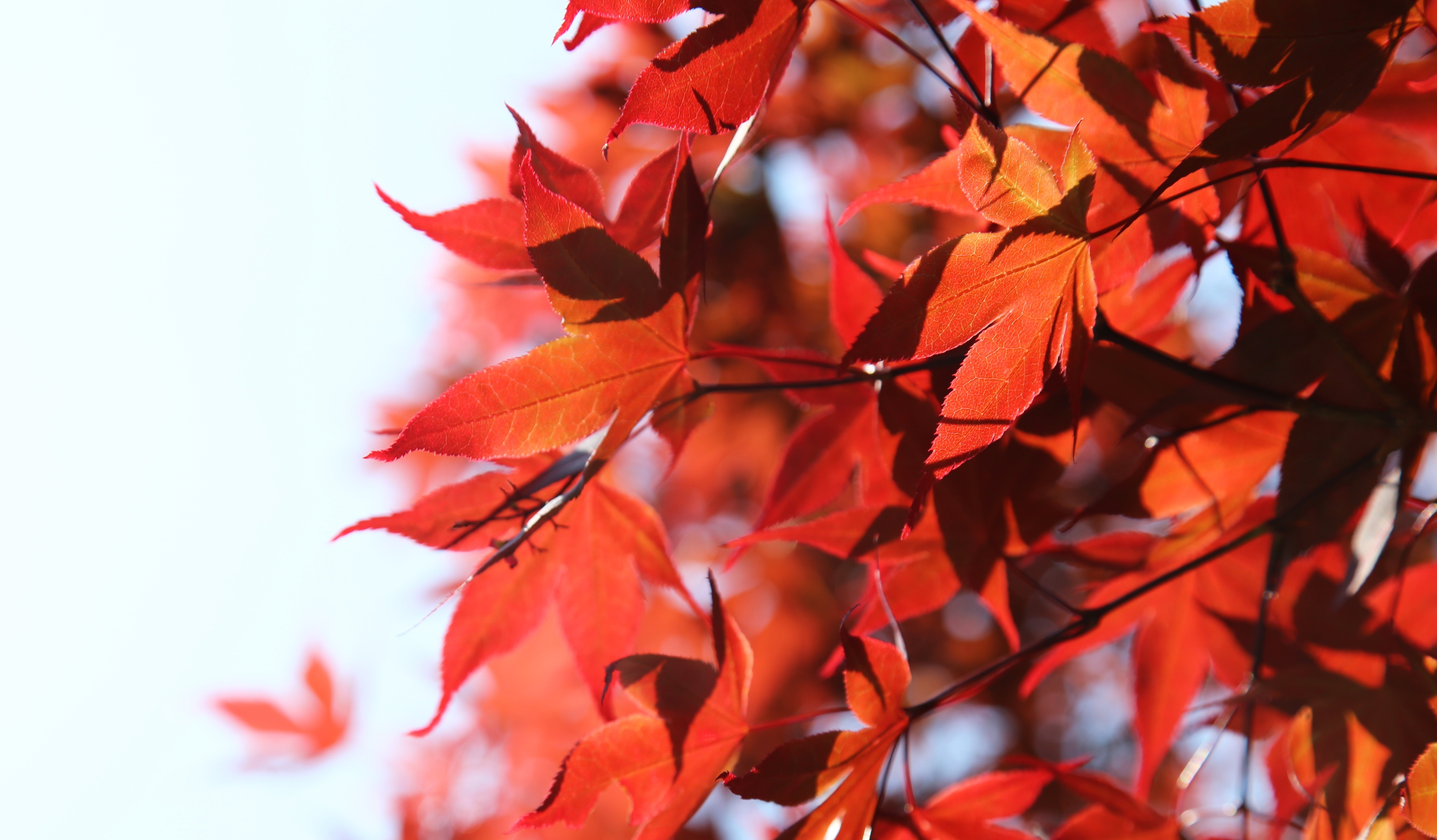 Red Maple Leaves in Sunlight HD Wallpaper