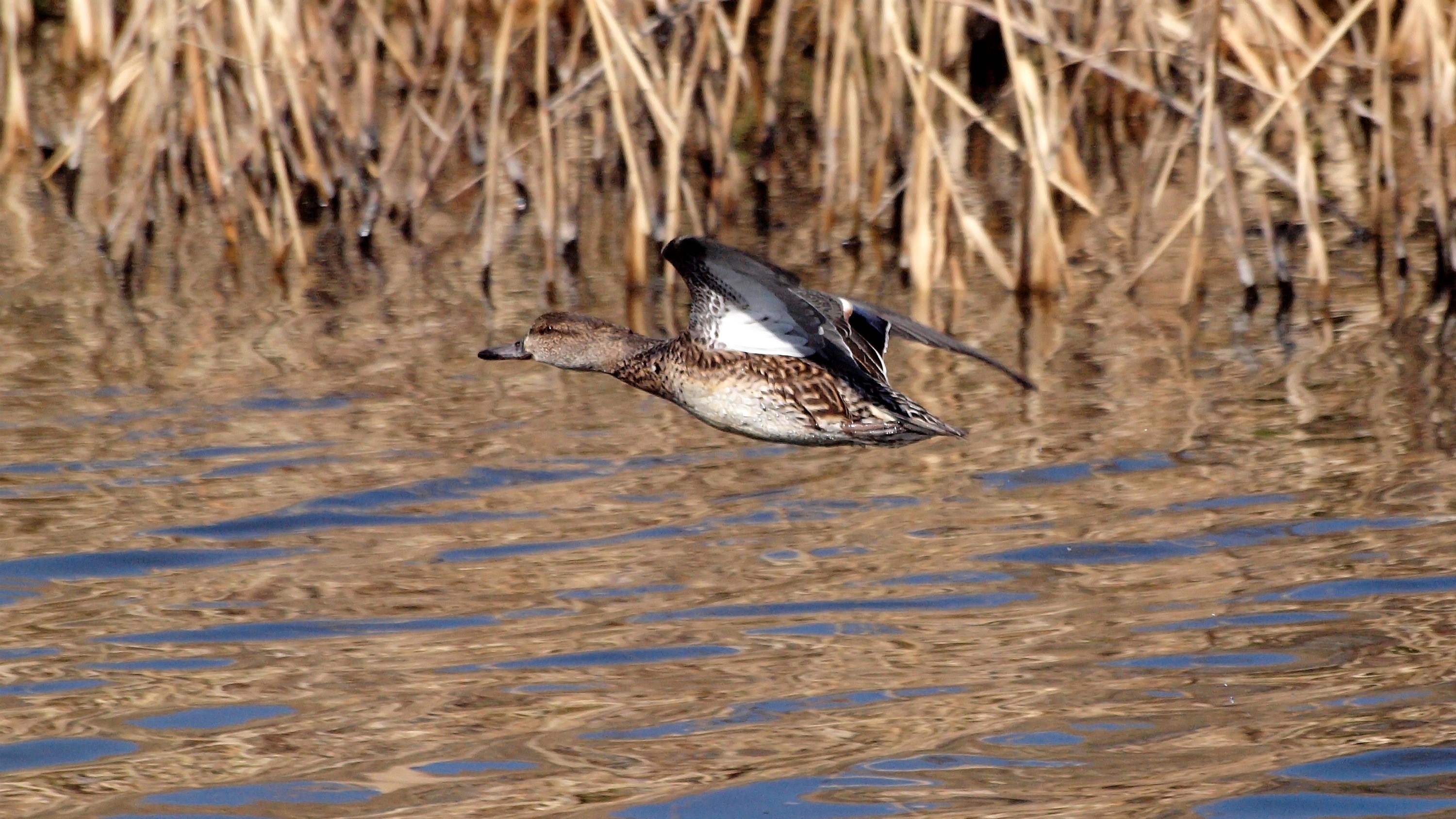 Duck in flight over water near reeds HD Wallpaper
