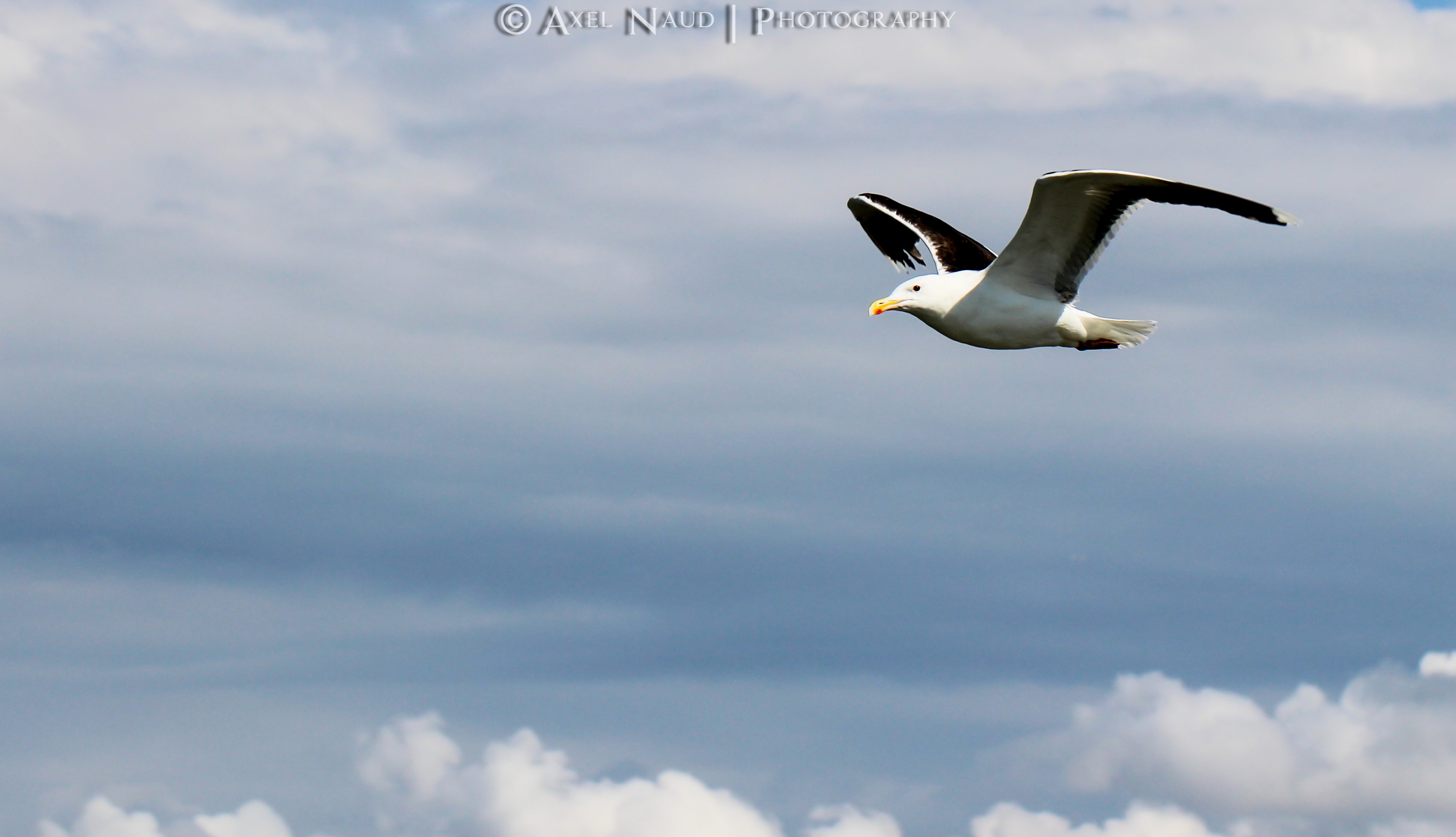 Seagull in flight against a cloudy sky HD Wallpaper