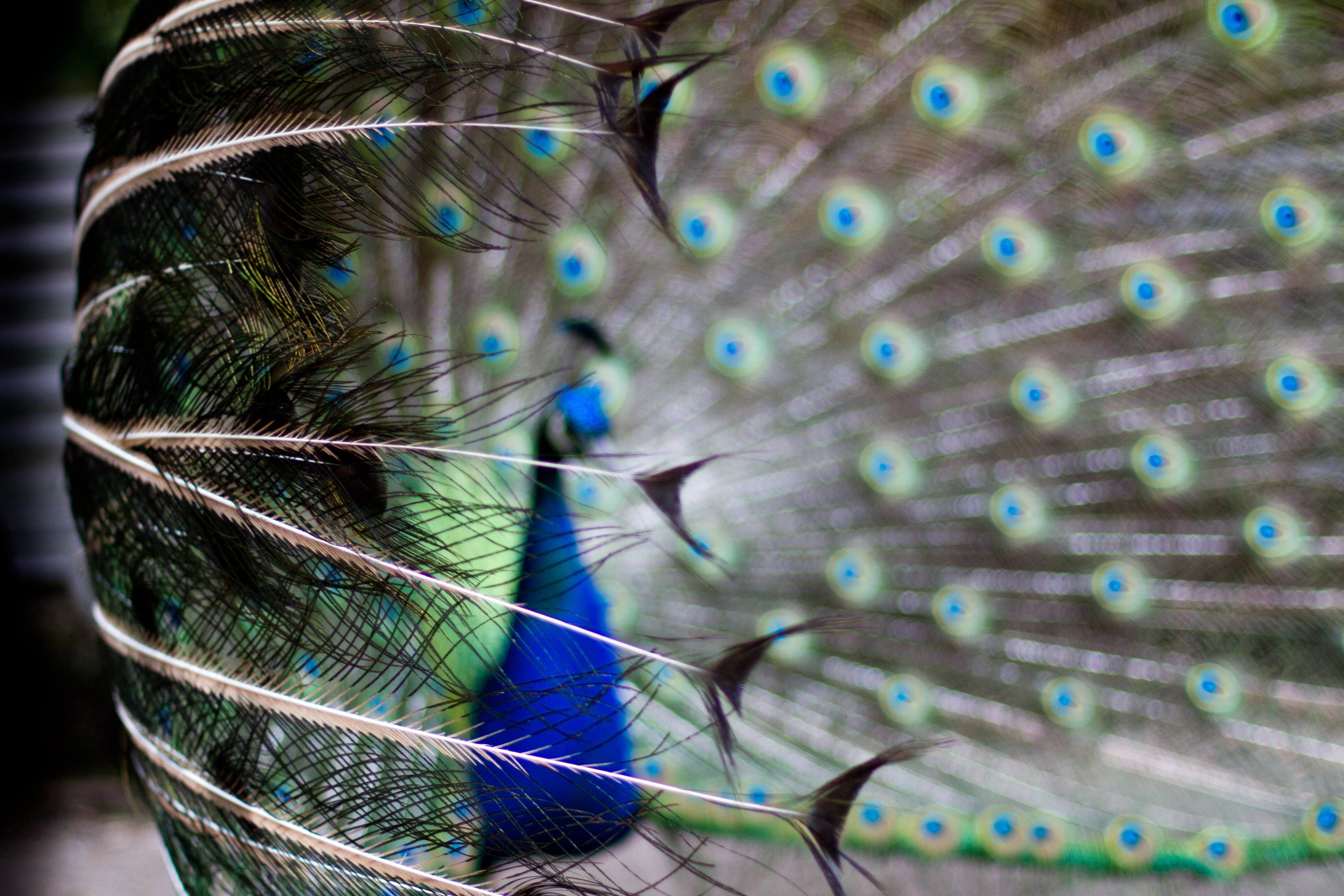 Peacock displaying its feathers HD Wallpaper