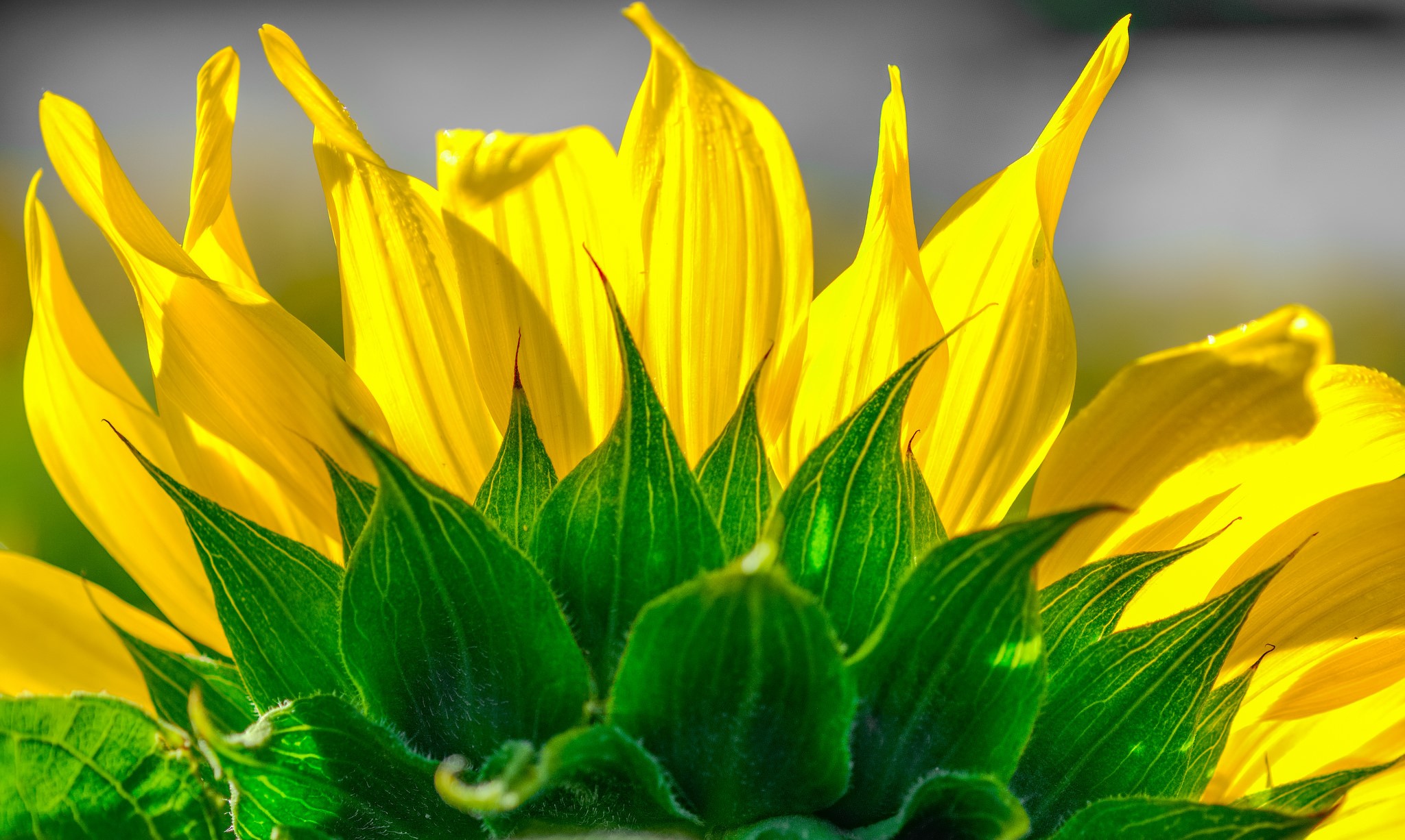 Close-up of a sunflower's yellow petals and green sepals HD Wallpaper