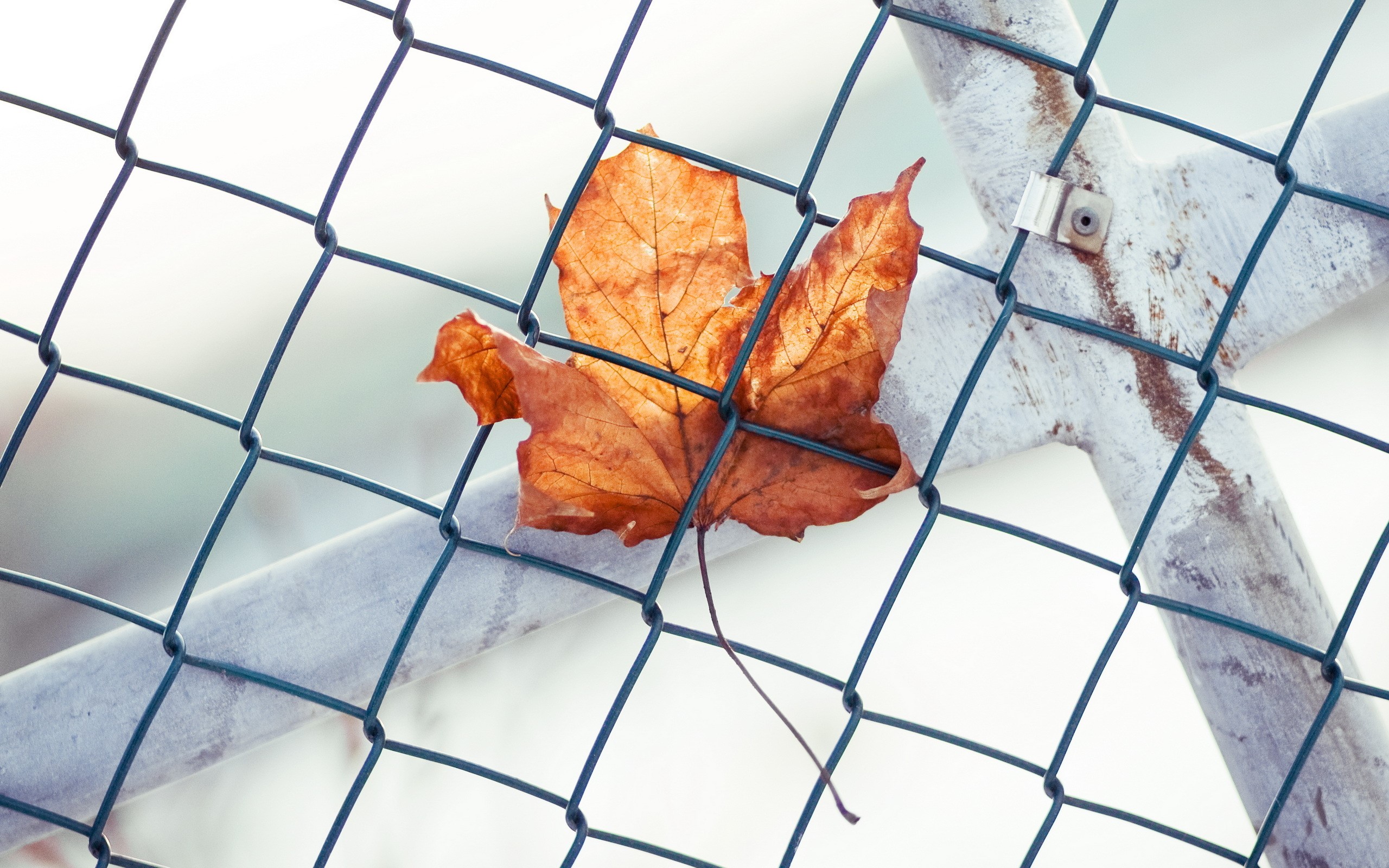 Autumn leaf on a chain-link fence HD Wallpaper