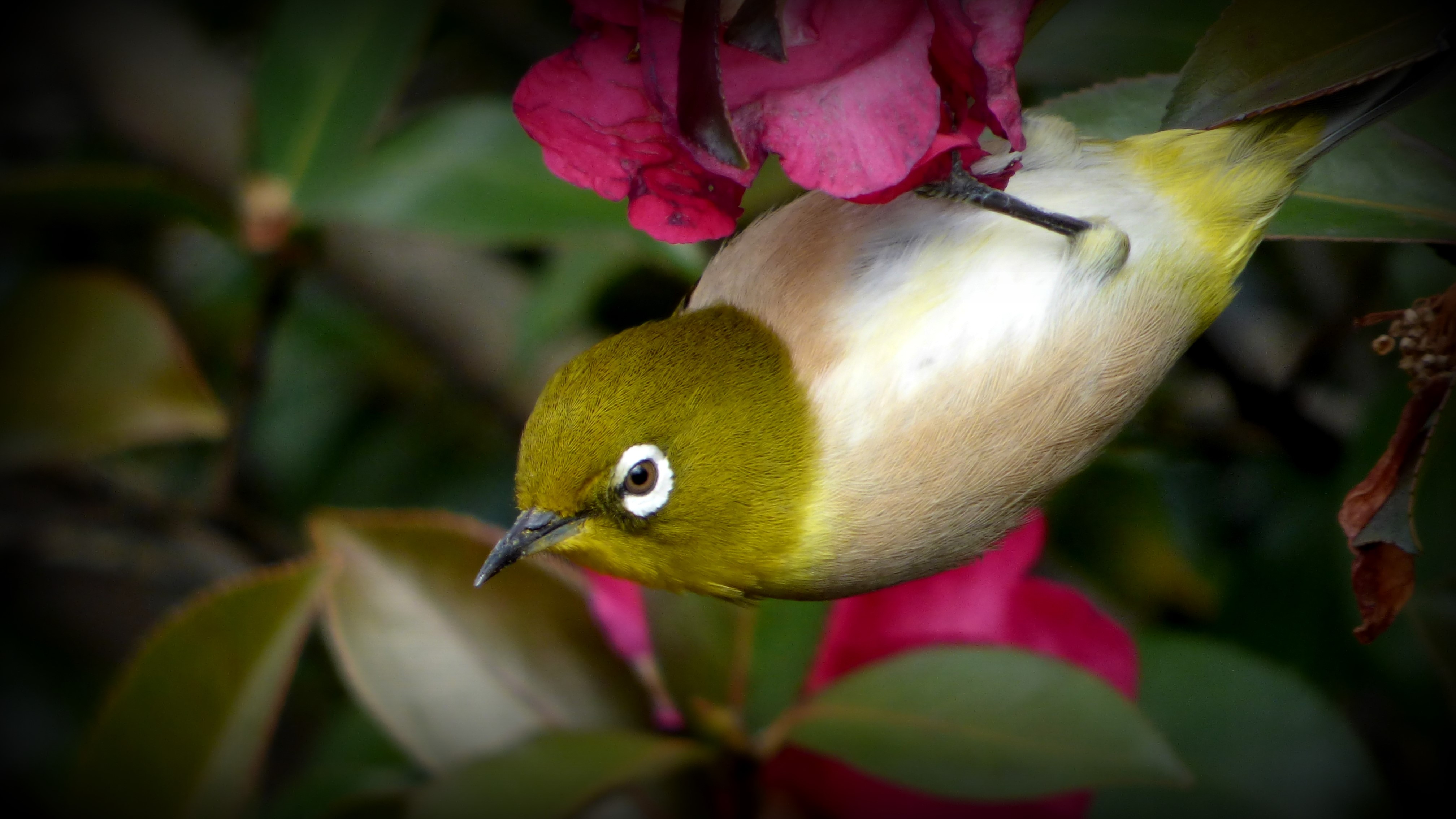Japanese white-eye bird on a branch with pink flowers HD Wallpaper