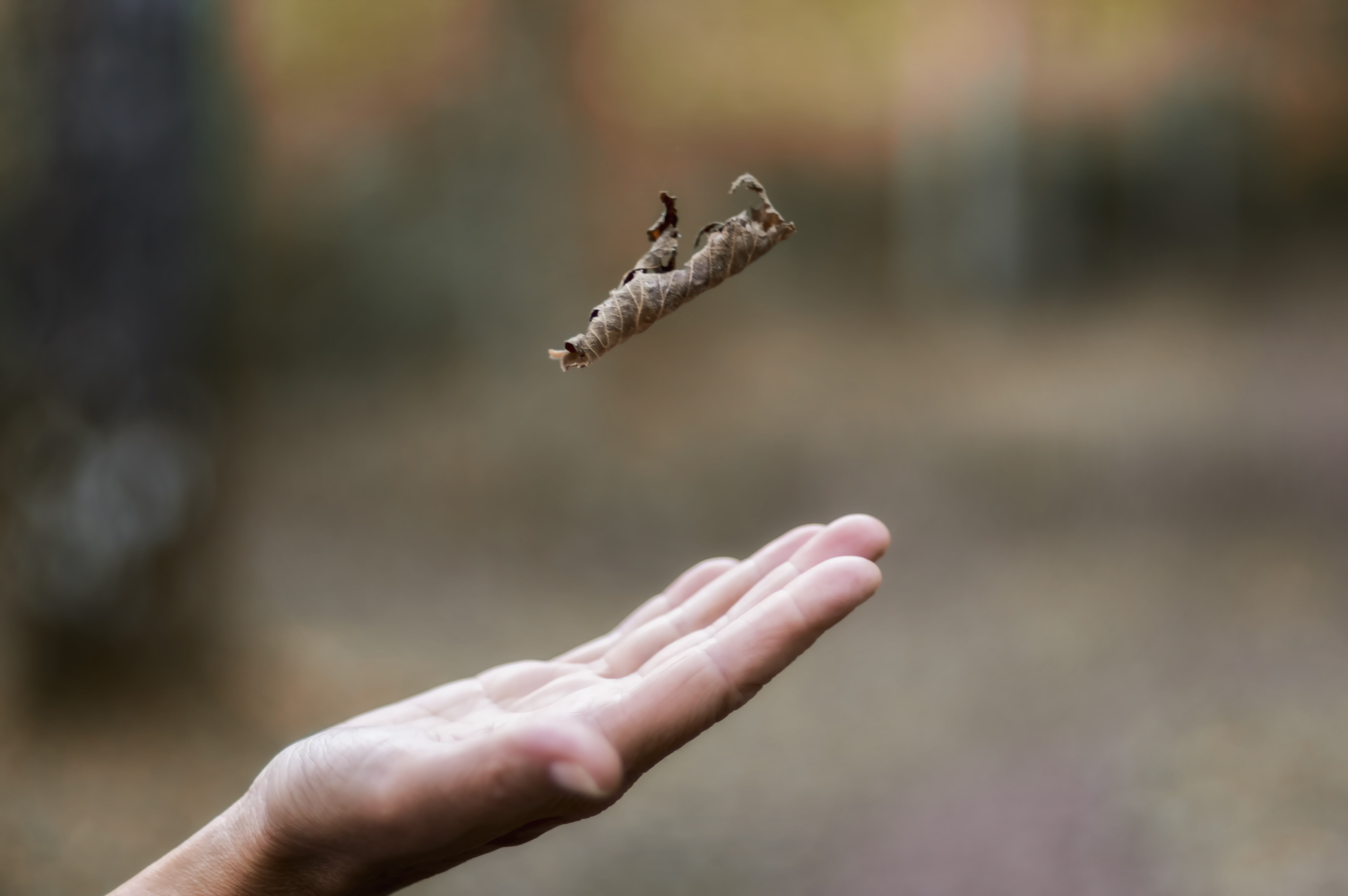 A hand reaching for a falling leaf HD Wallpaper