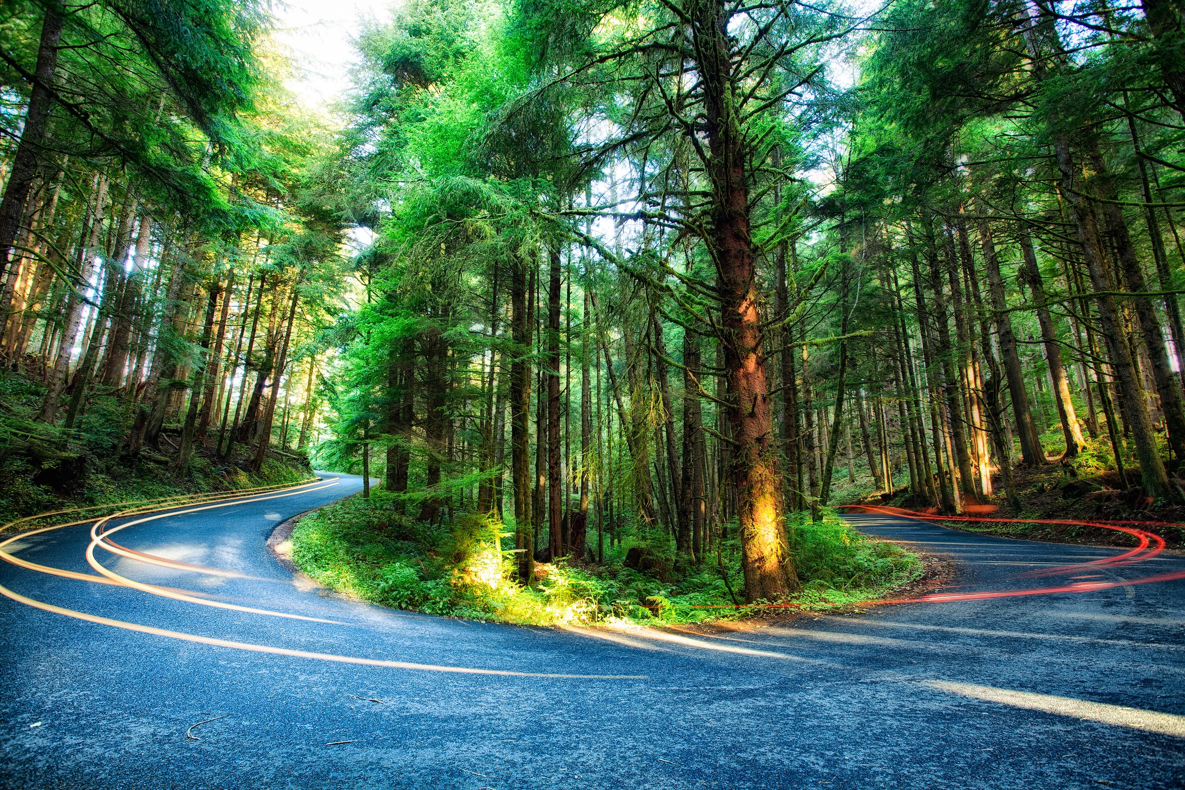 Road through a forest in Oregon, USA HD Wallpaper