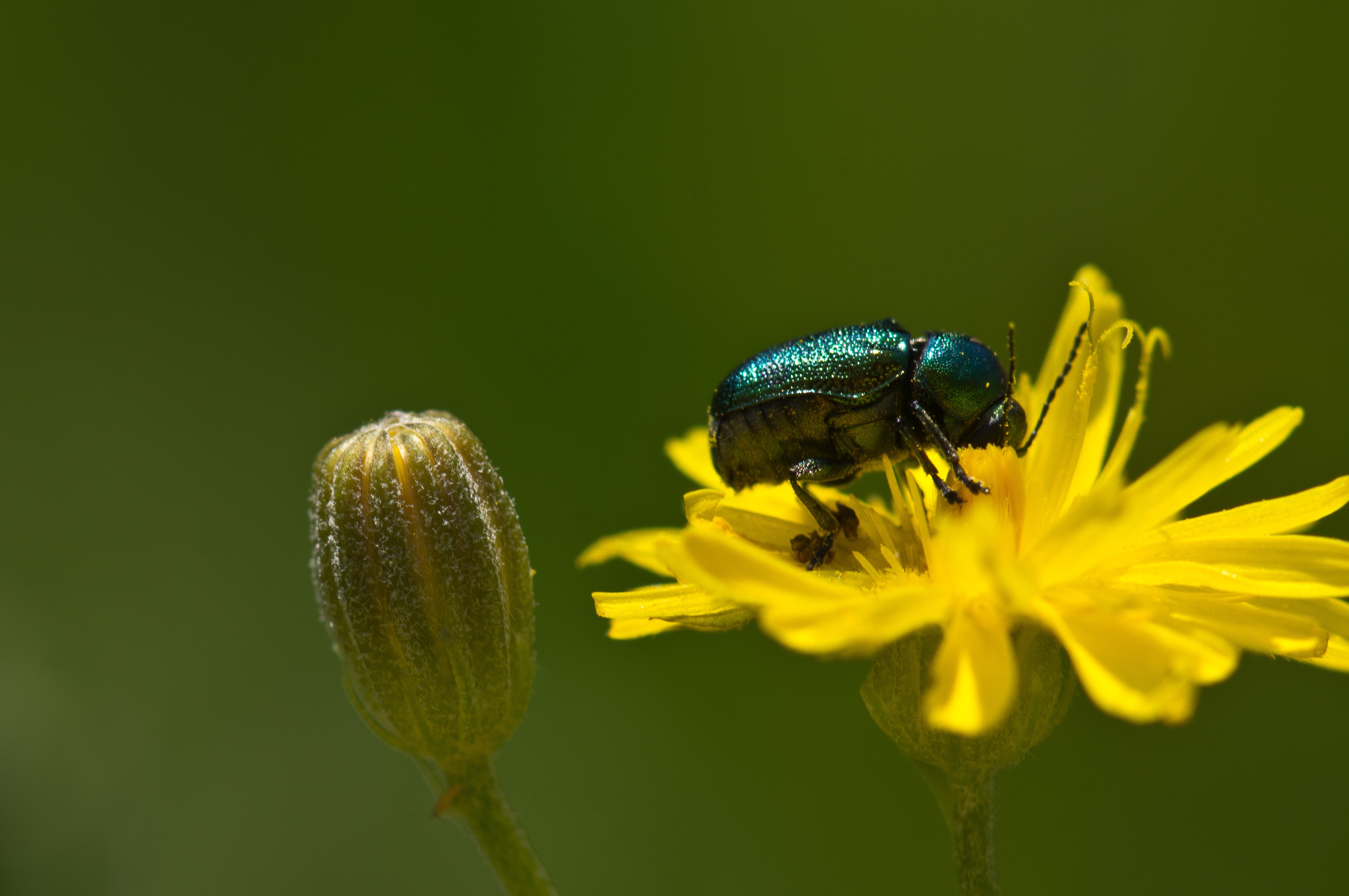 Close-up of a metallic green beetle on a yellow flower bud HD Wallpaper