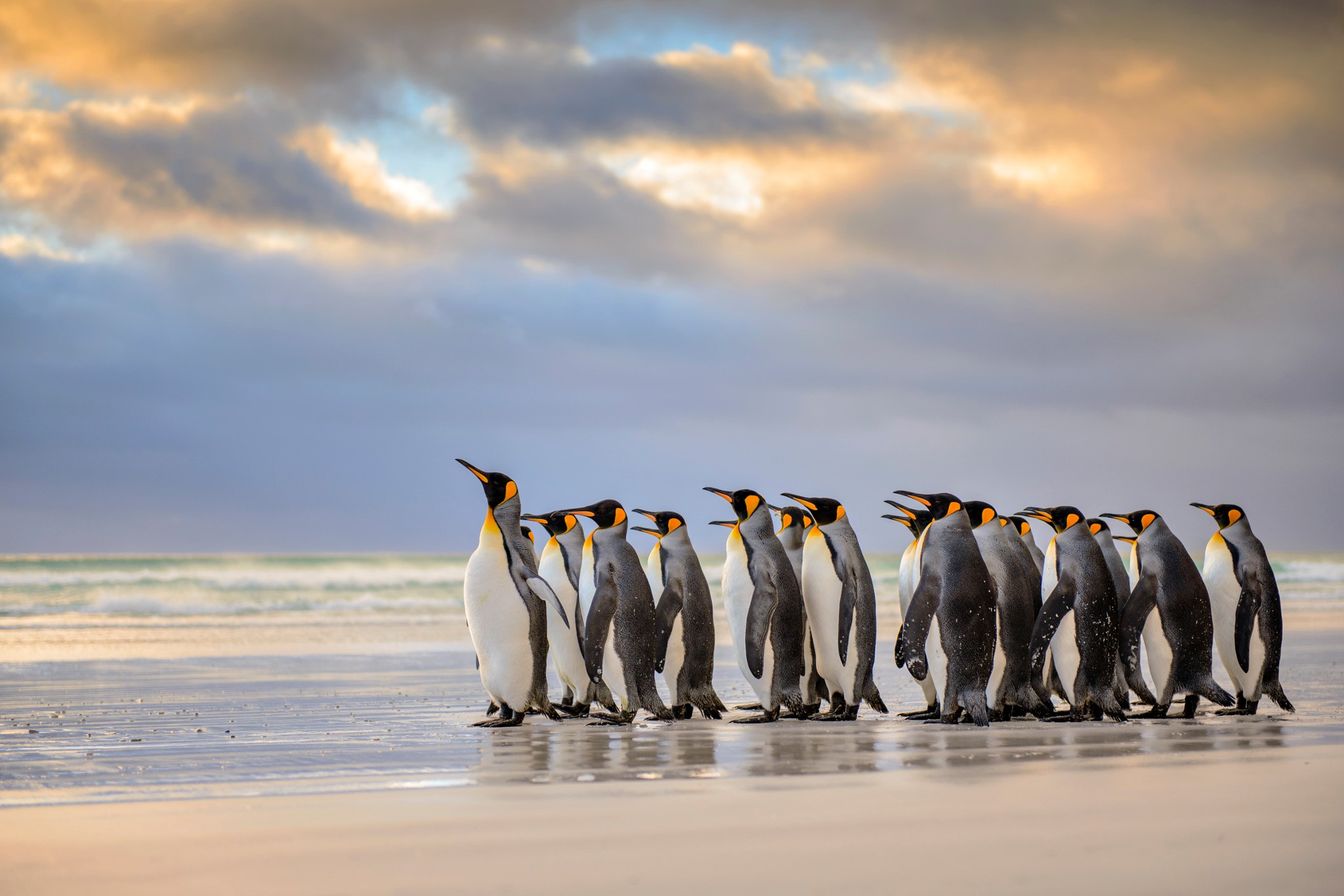 King penguins on Falkland Islands beach at sunset HD Wallpaper