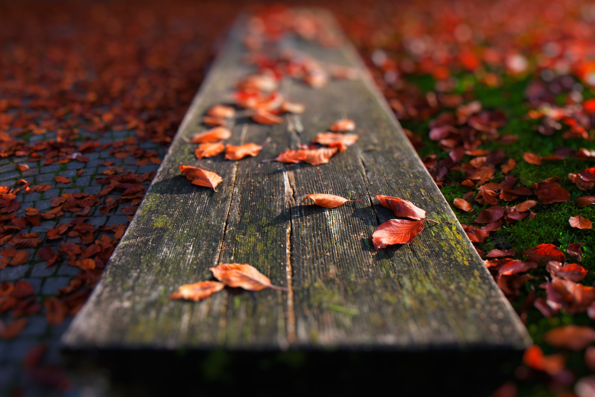 Autumn leaves on a wooden bench and ground HD Wallpaper