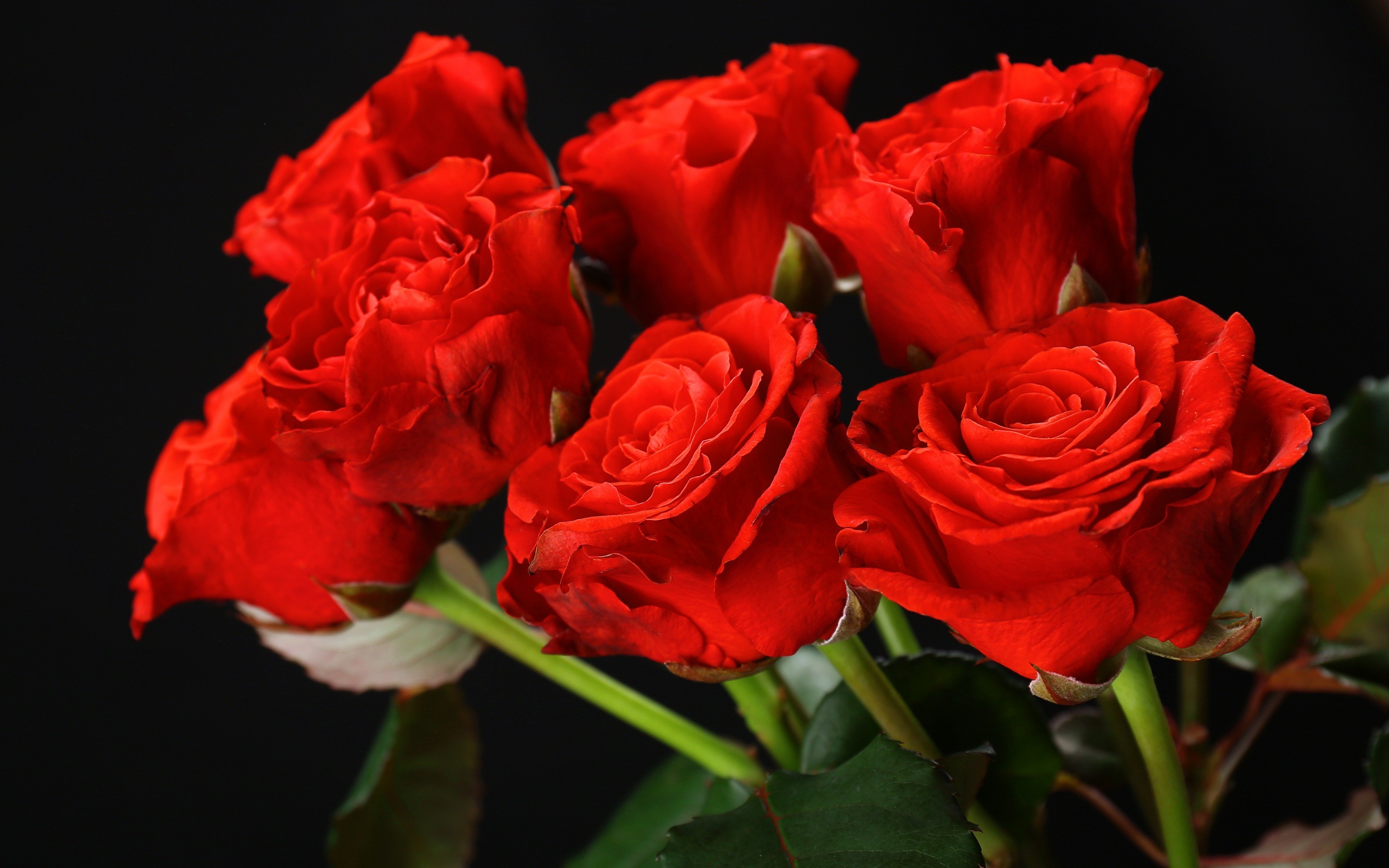 Bouquet of red roses on a black background HD Wallpaper