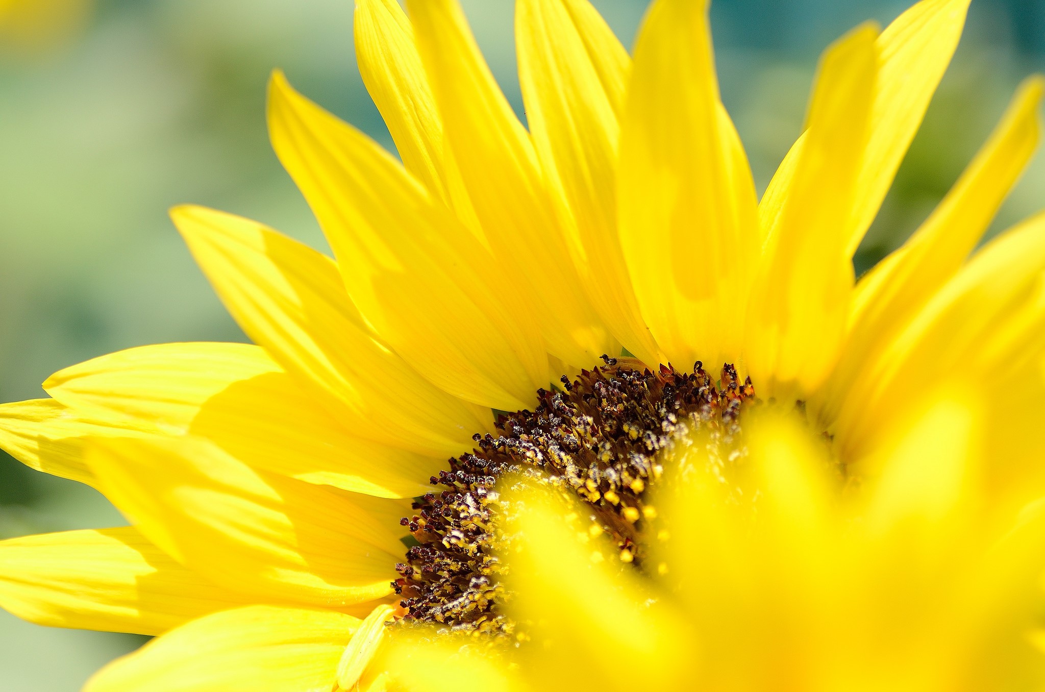 Close-up of a bright yellow sunflower HD Wallpaper