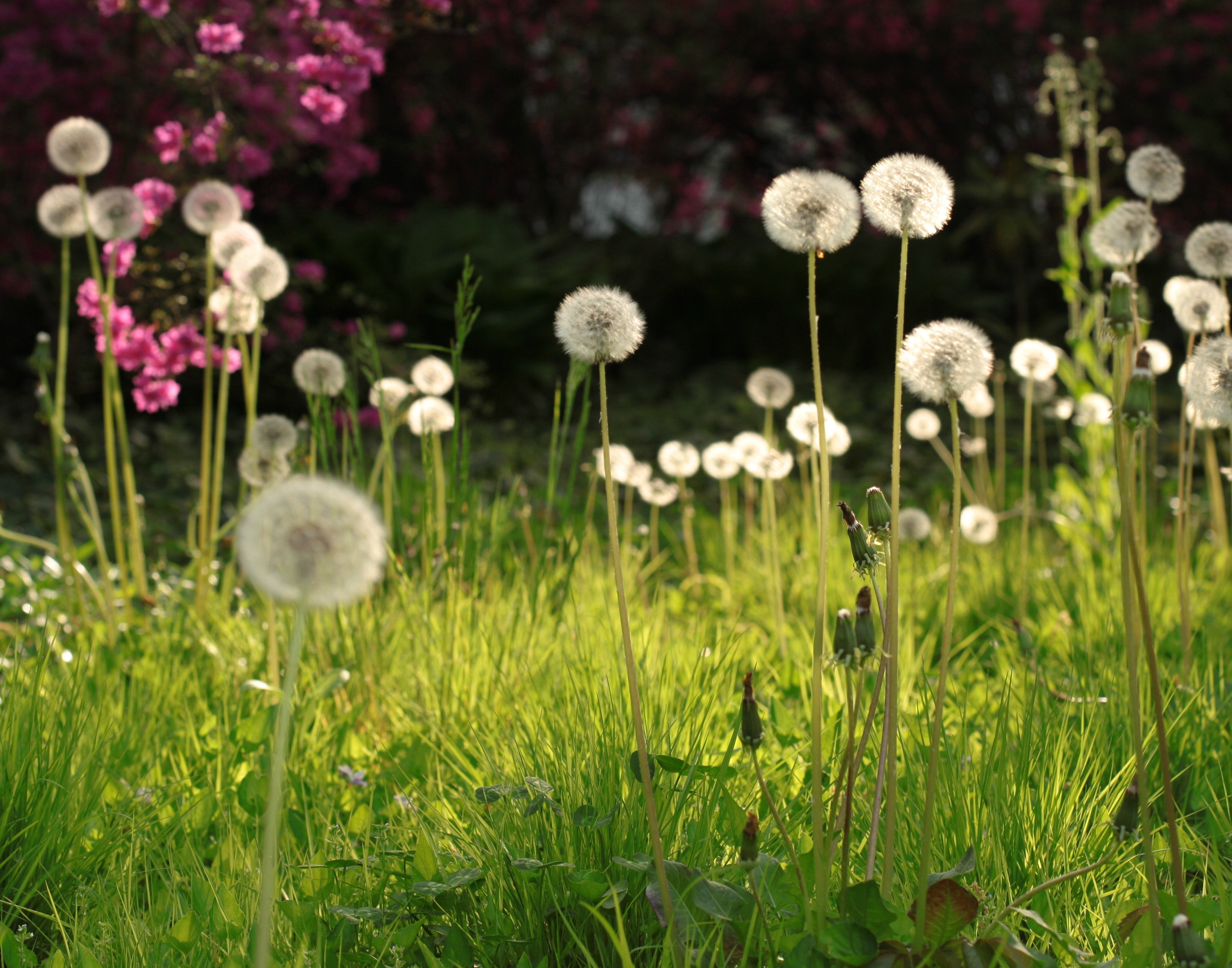Dandelions in a grassy field with pink flowers HD Wallpaper