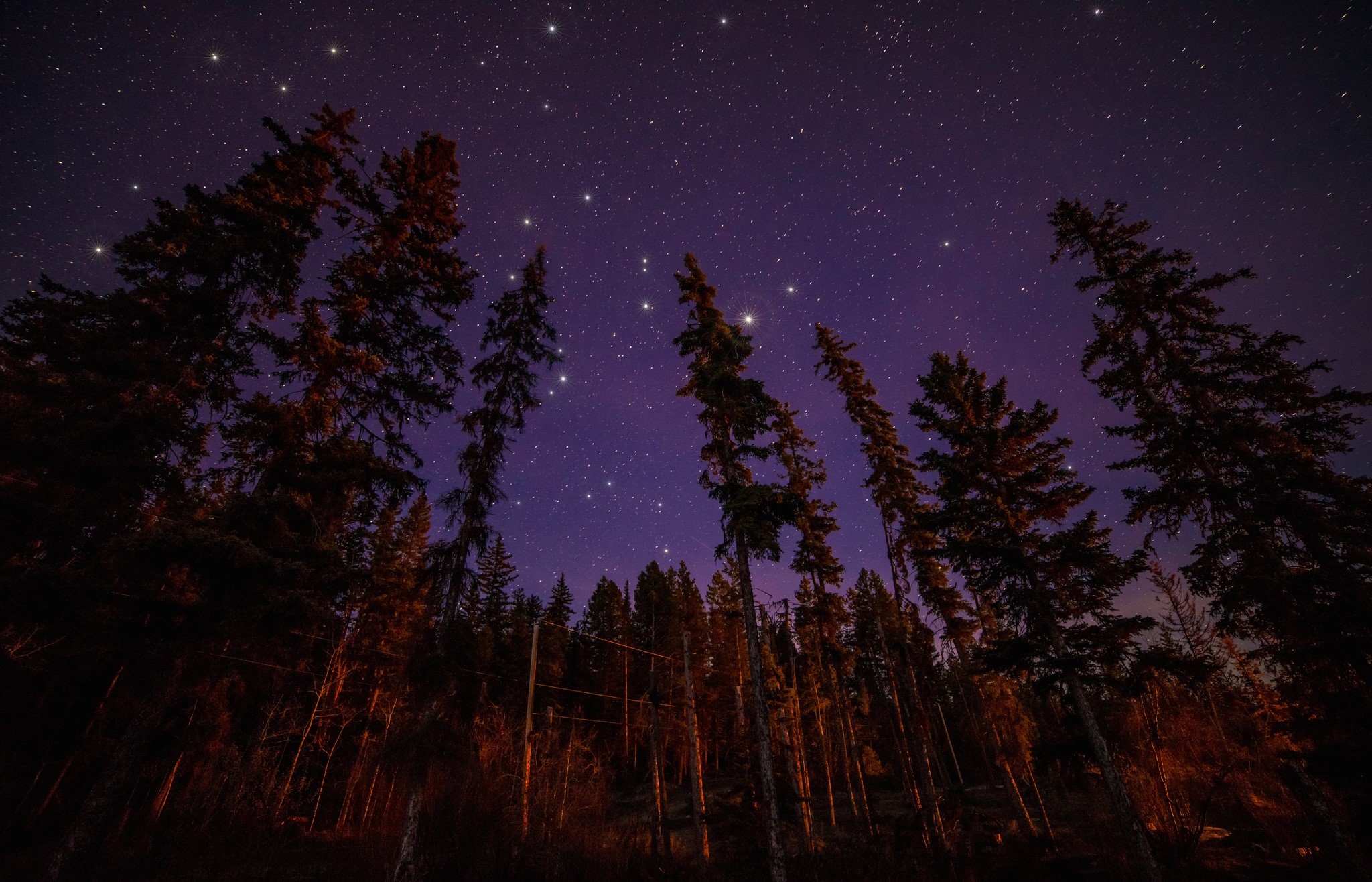 Tall trees against a starry night sky HD Wallpaper