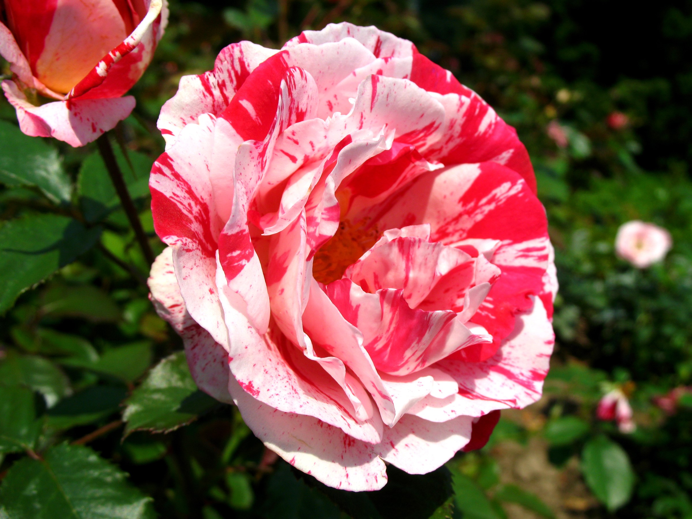Close-up of a bi-colored rose with red and white petals HD Wallpaper