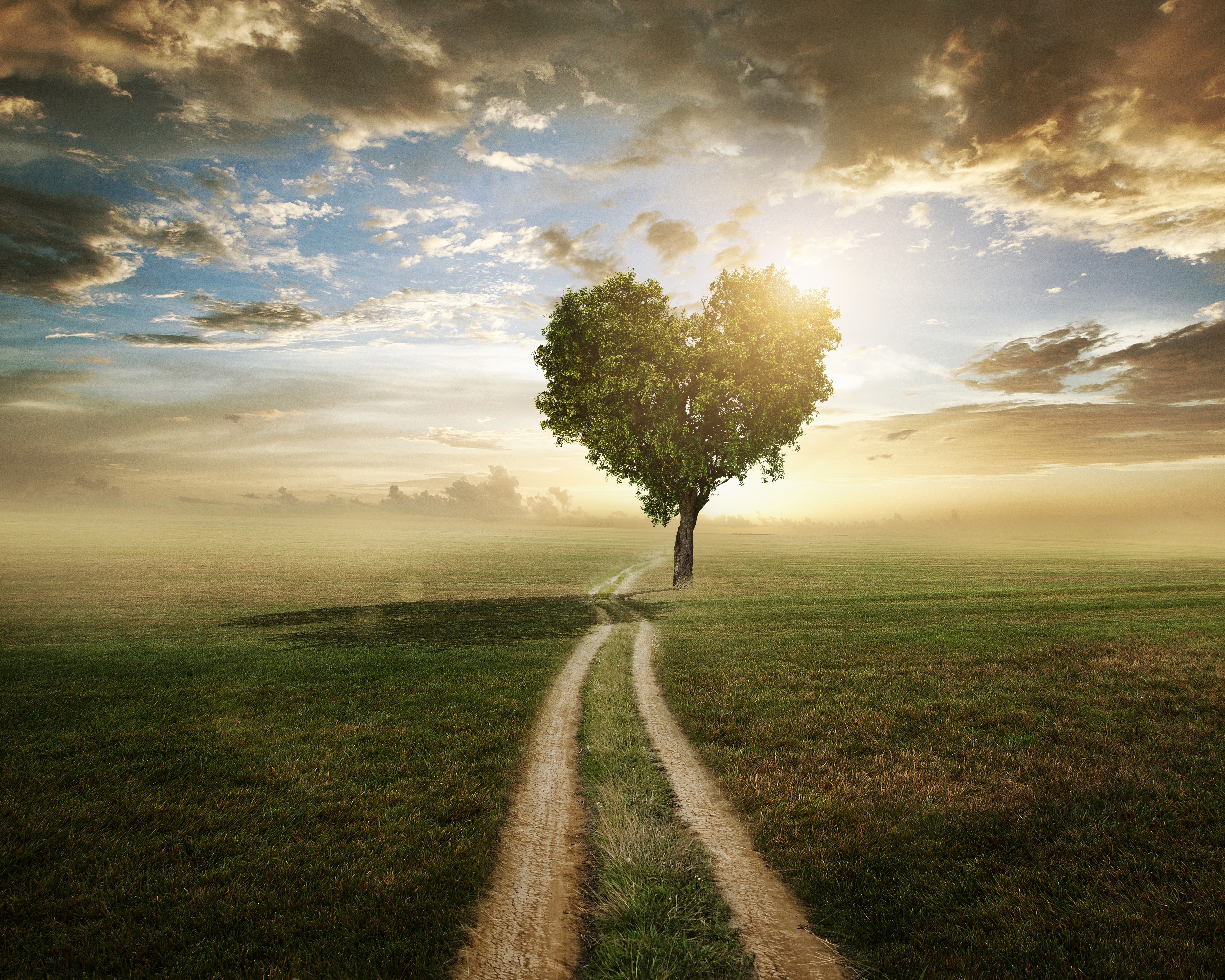 Heart-shaped tree on a path in a field HD Wallpaper