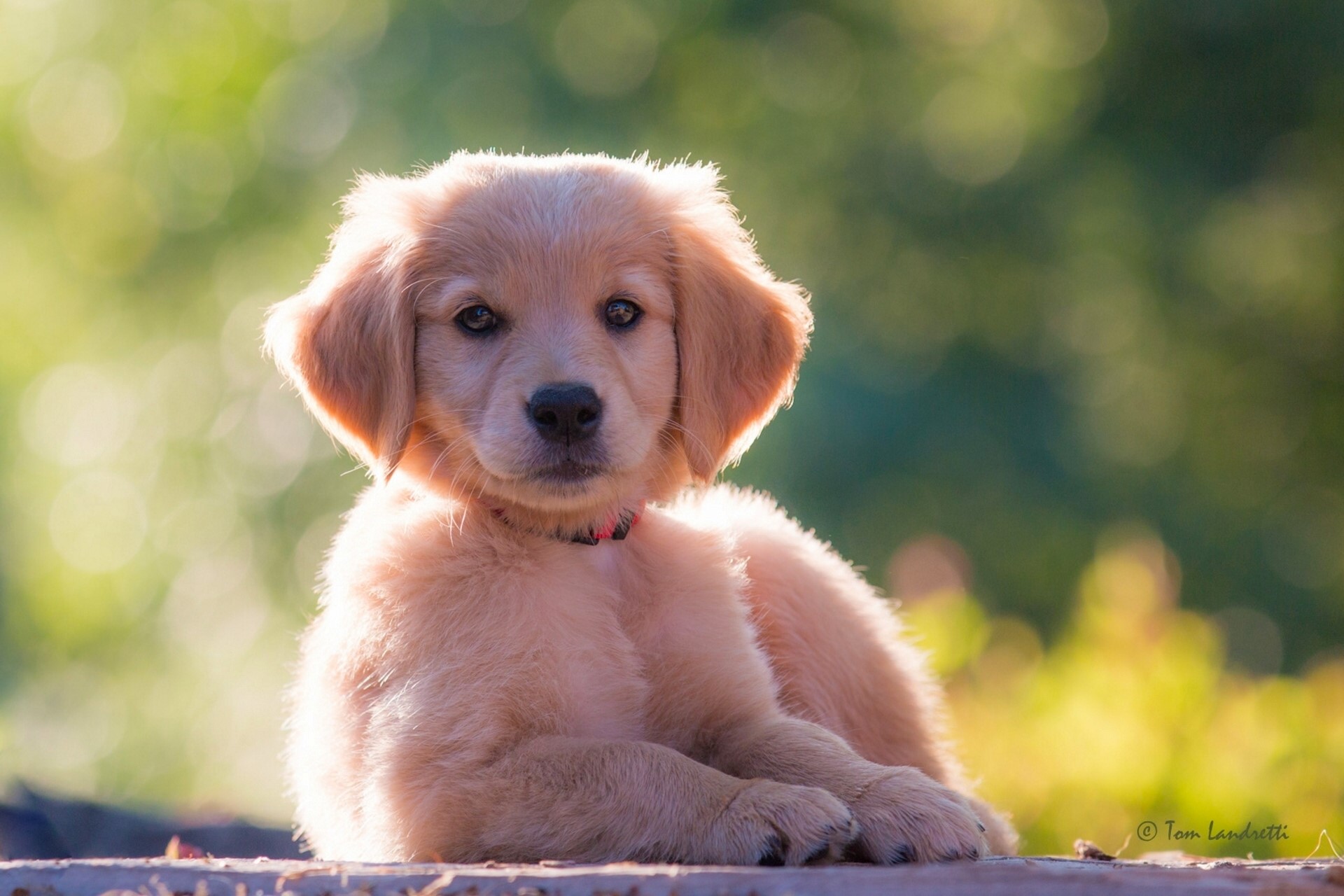 Golden Retriever Puppy Looking at the Camera HD Wallpaper