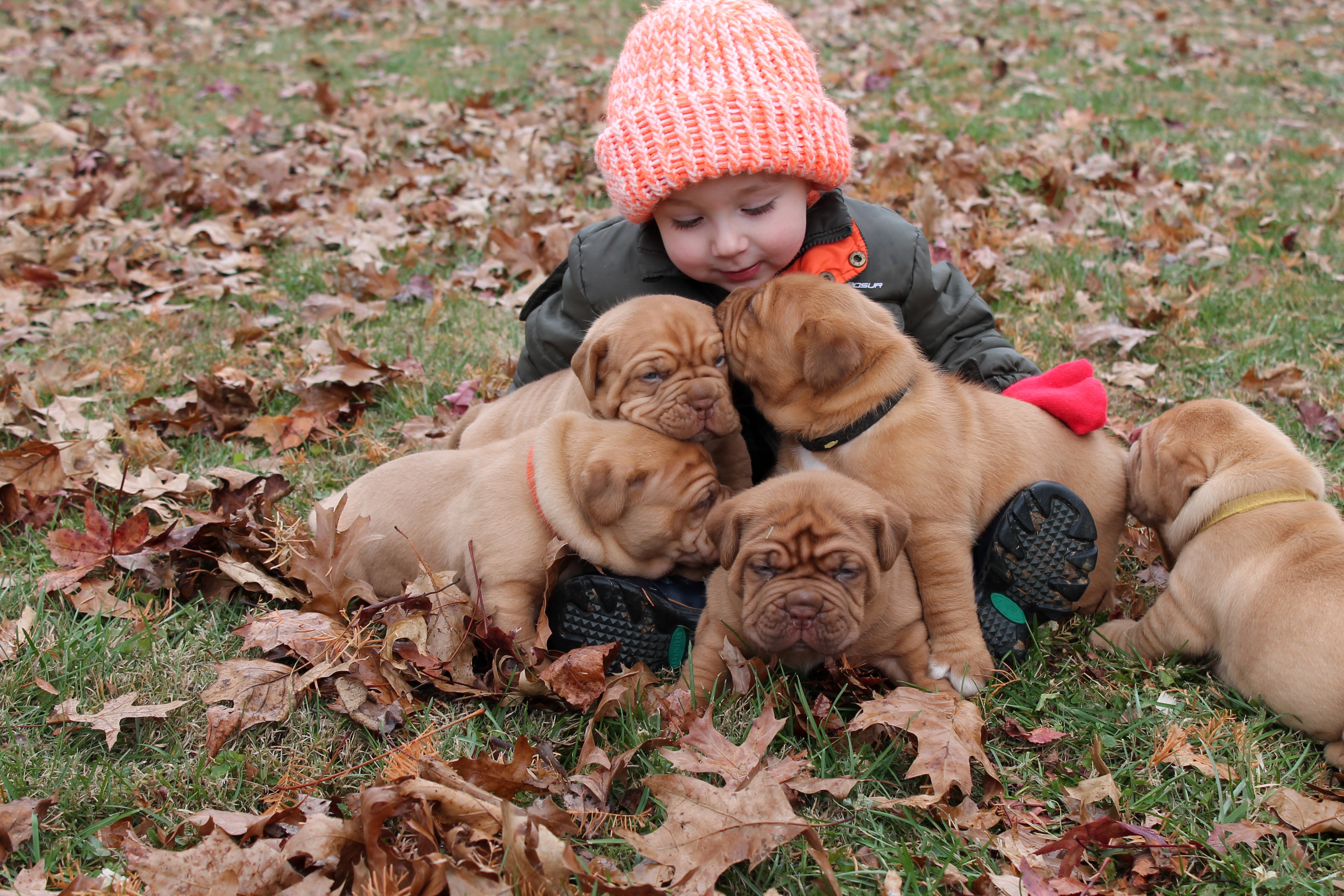 Toddler with Dogue de Bordeaux puppies in autumn foliage HD Wallpaper