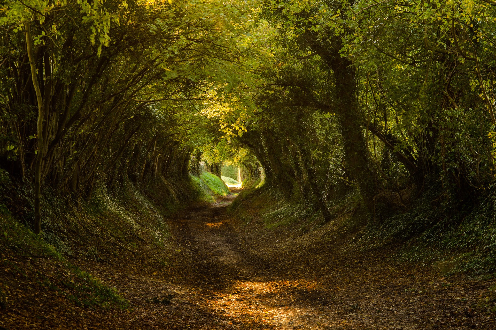 A sunlit path through a dense forest tunnel HD Wallpaper