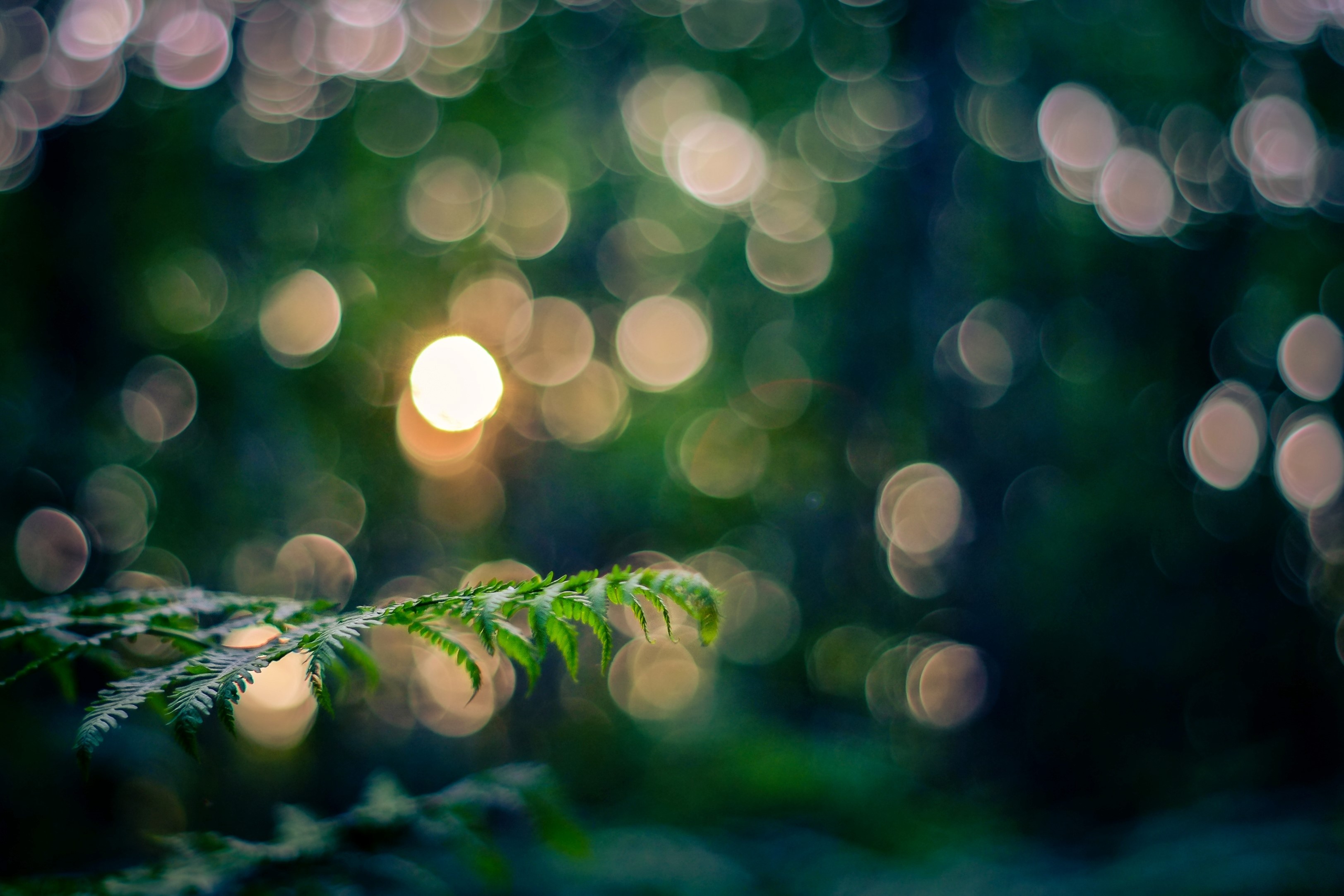 Green fern branch with bokeh lights HD Wallpaper