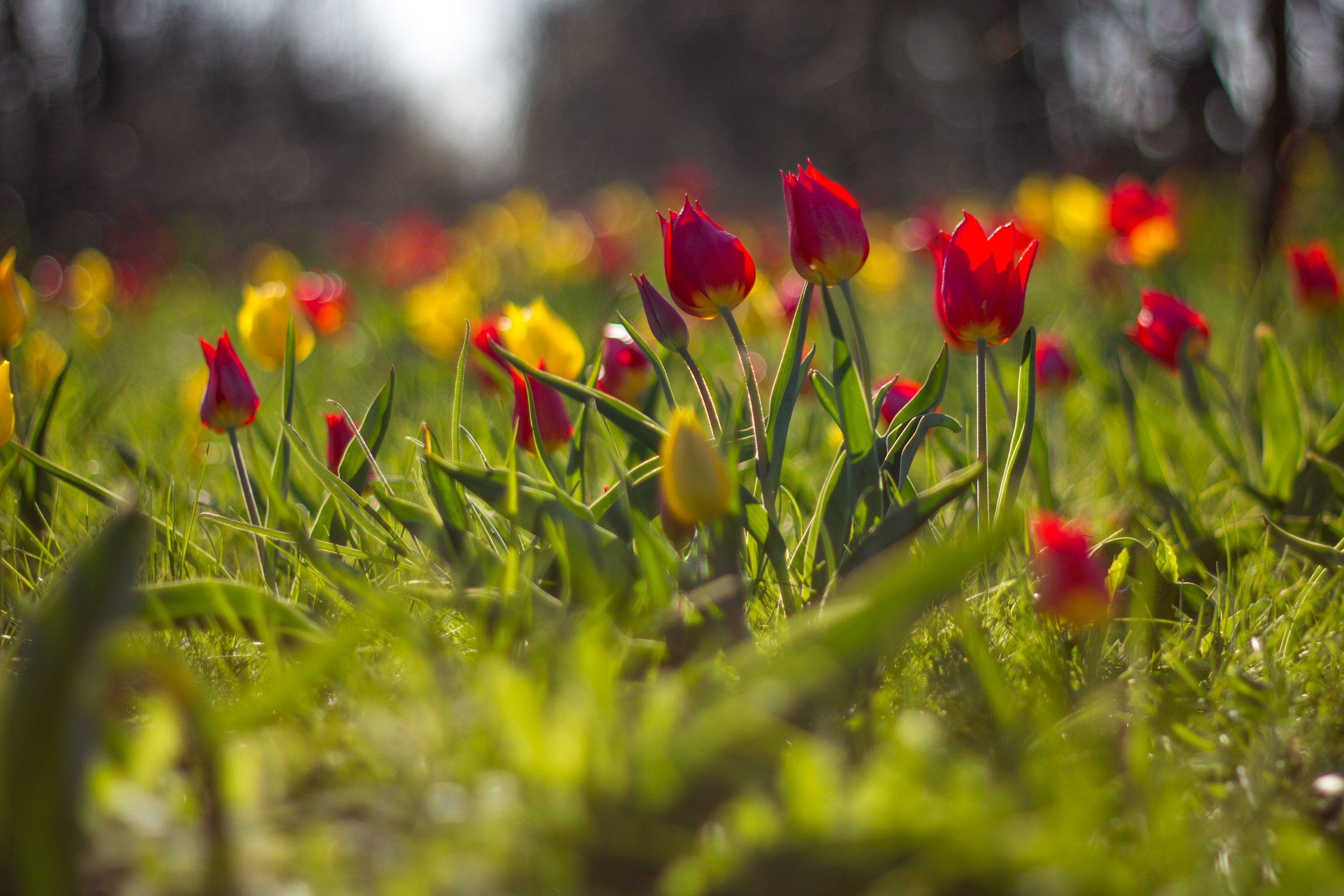 Red and yellow tulips in a grassy field HD Wallpaper
