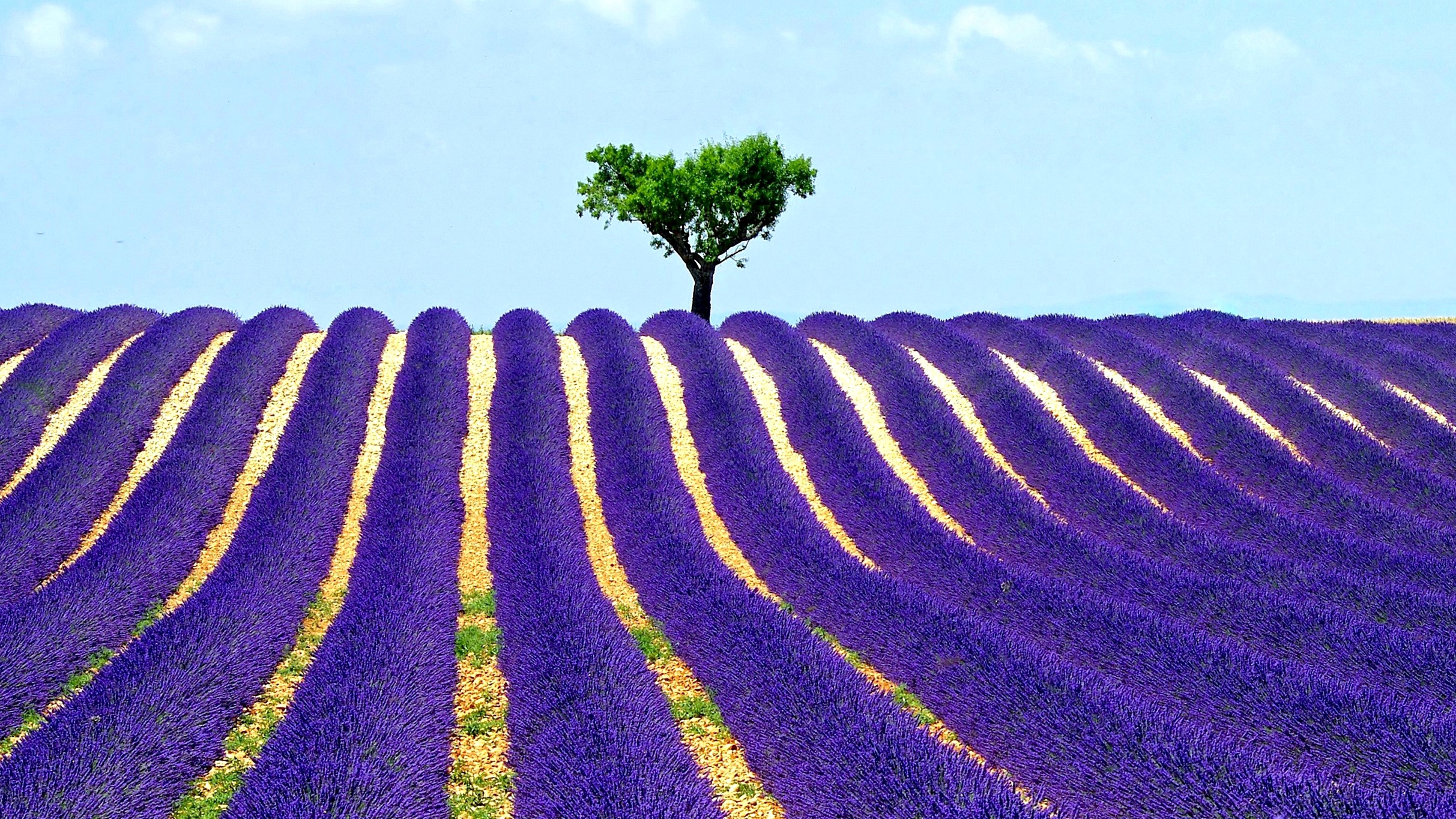 Lavender field with a lone tree HD Wallpaper