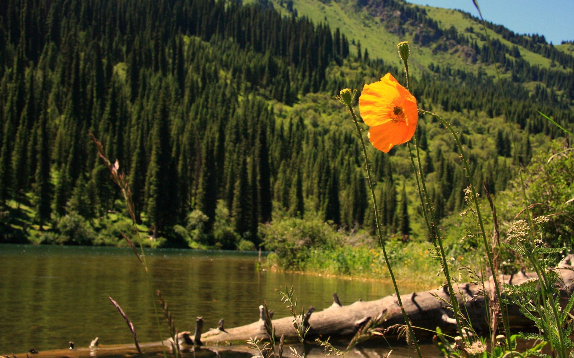 Orange poppy flower by a lake with pine forest HD Wallpaper