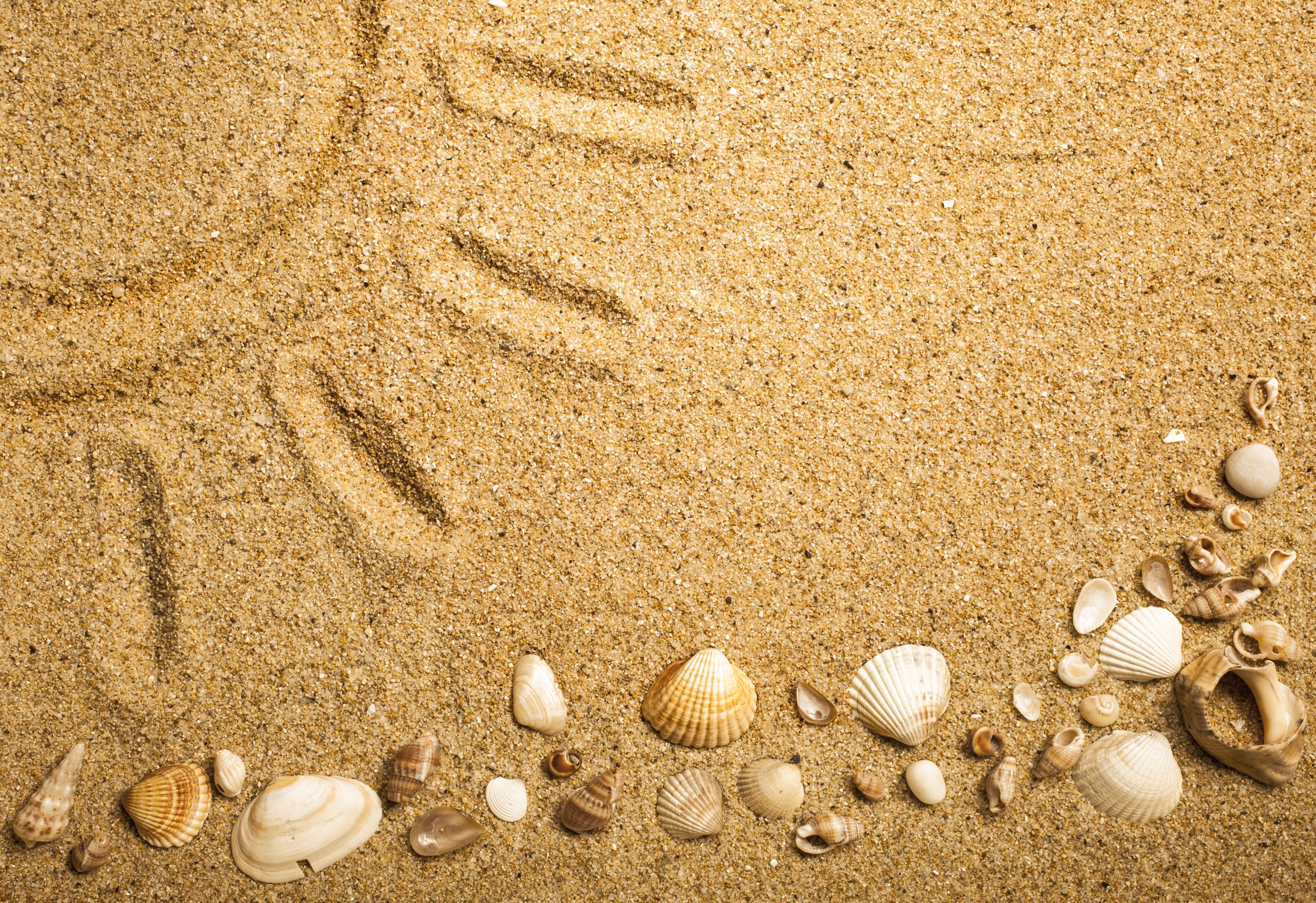 Sand and seashells on a beach HD Wallpaper