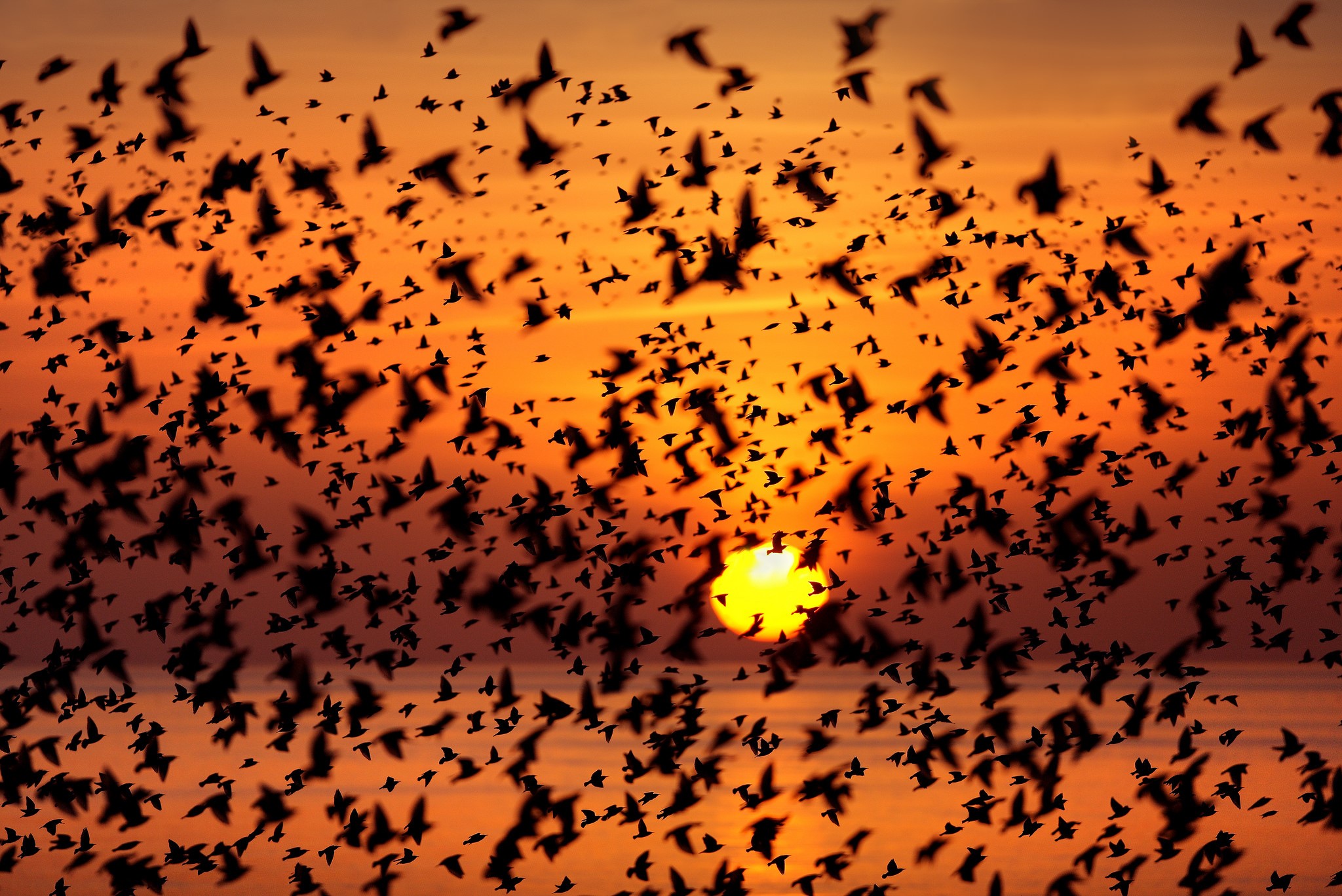 Flock of birds flying at sunset over the sea HD Wallpaper