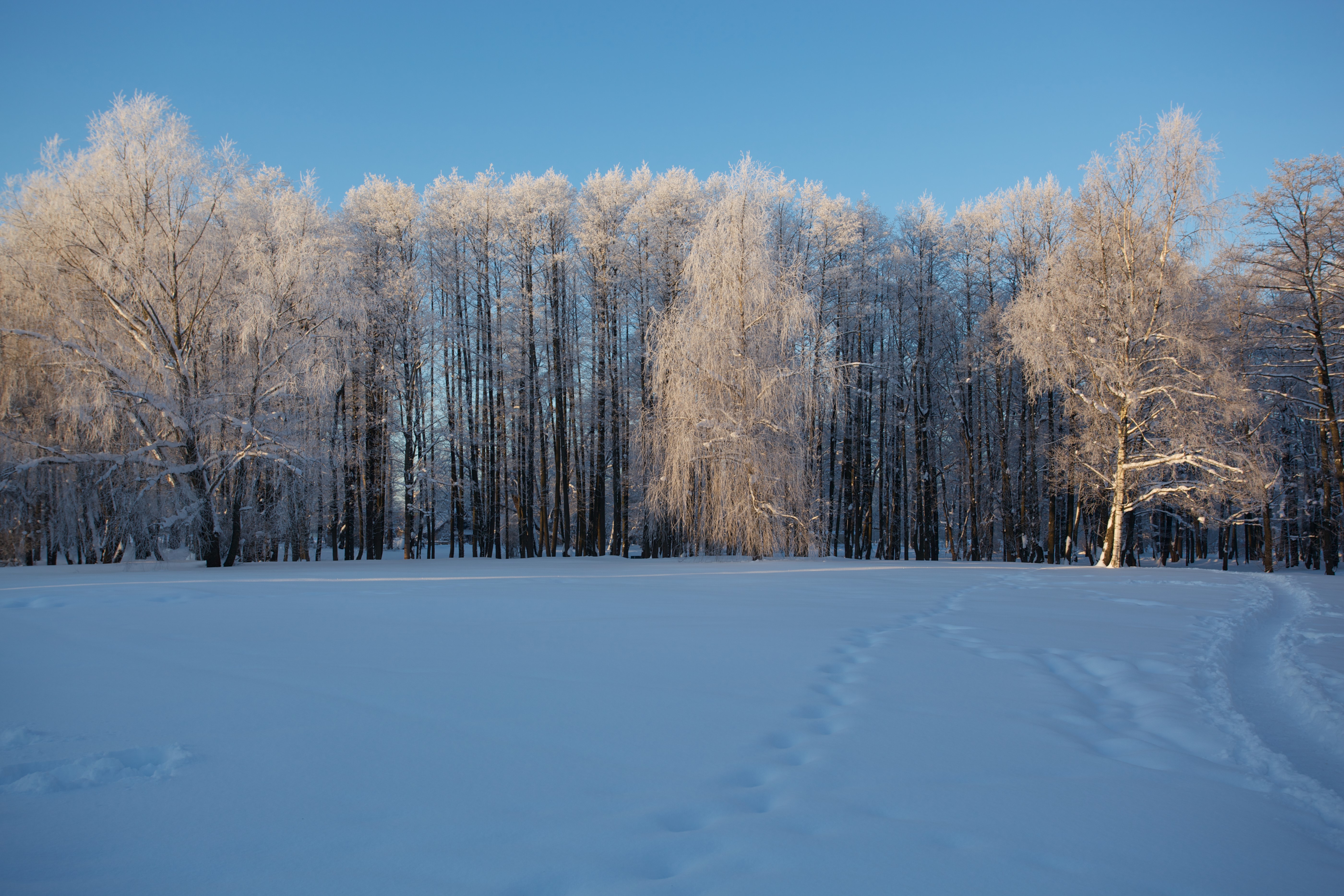 Winter forest with snow-covered trees HD Wallpaper