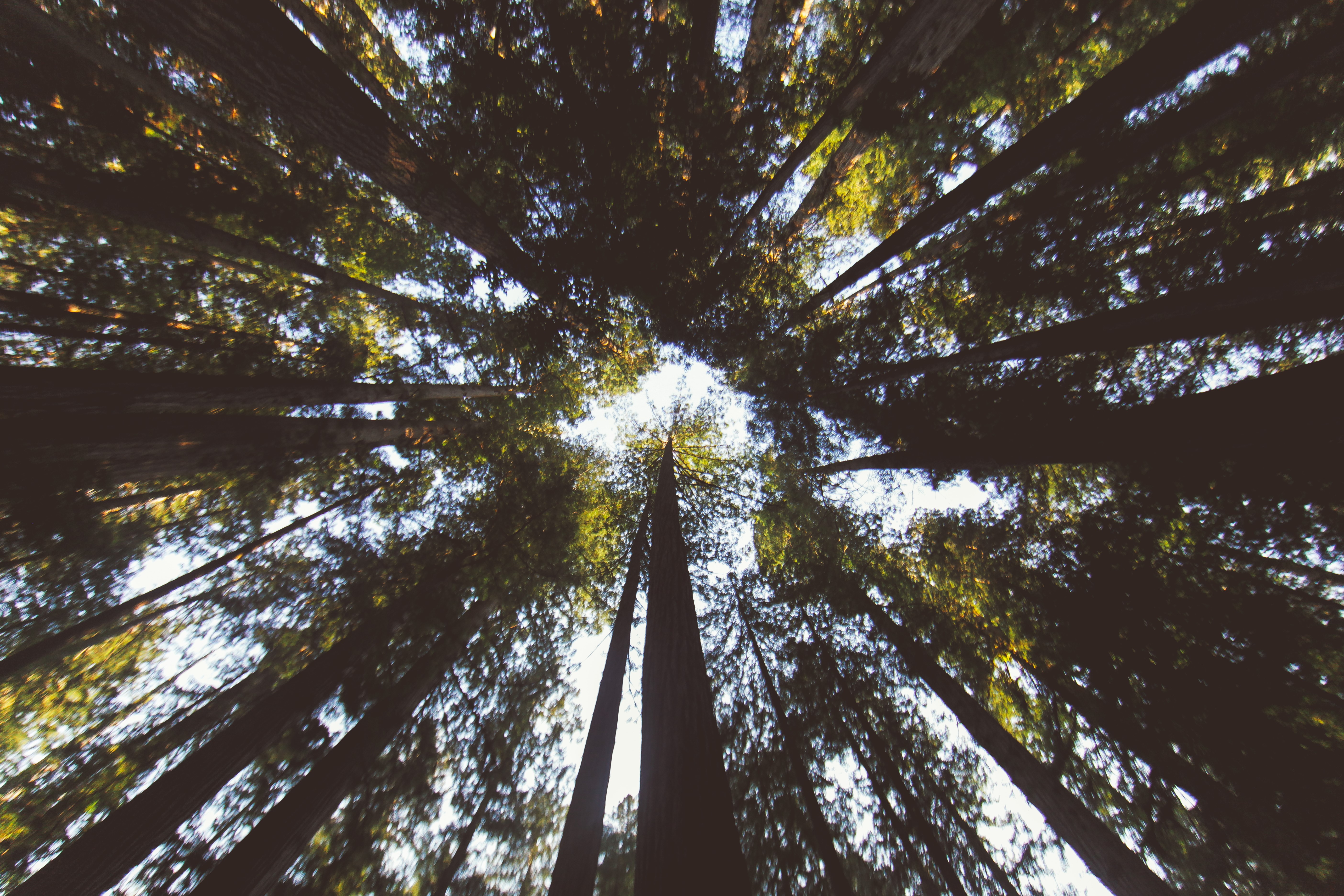 Looking up through tall redwood trees HD Wallpaper
