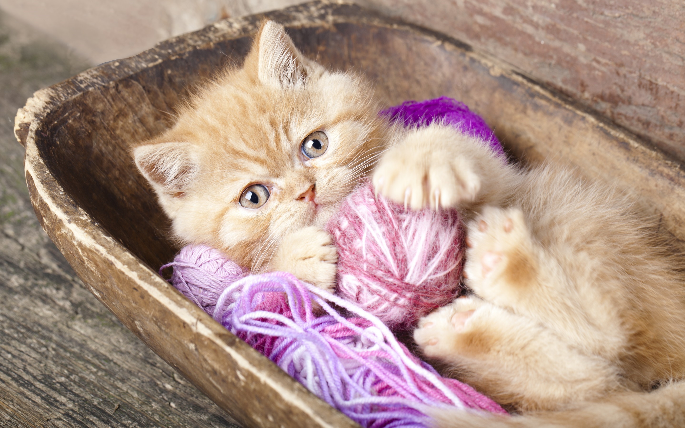 Orange kitten playing with yarn in a wooden bowl HD Wallpaper