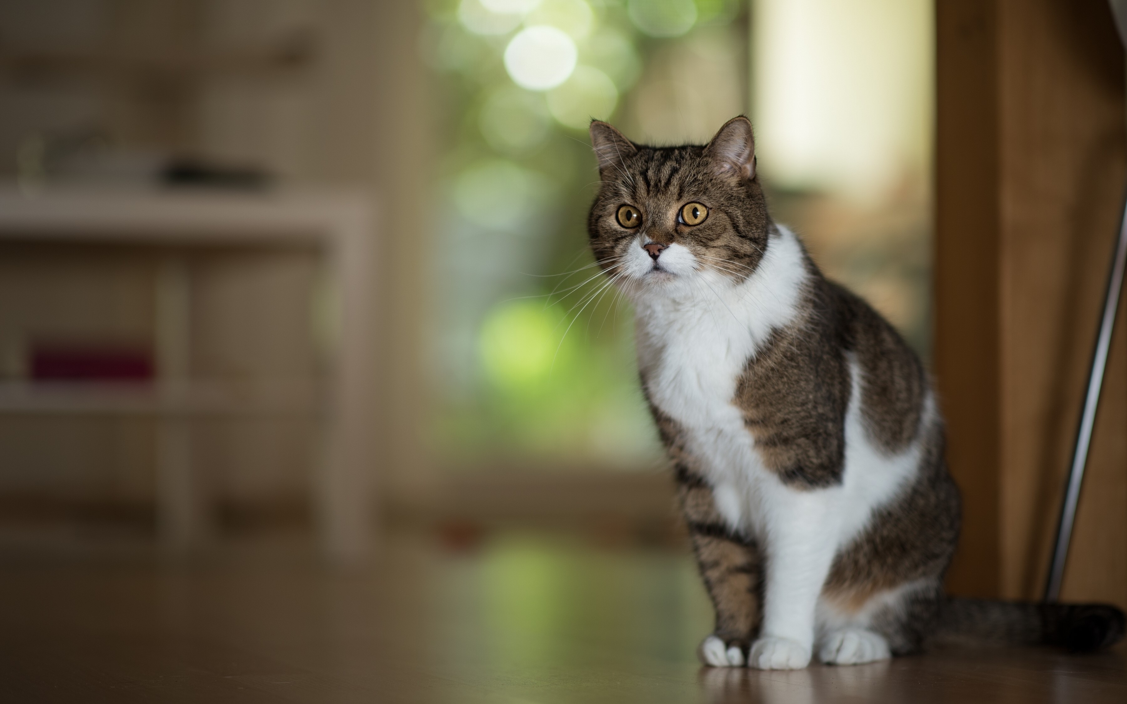 A tabby and white cat sits indoors HD Wallpaper
