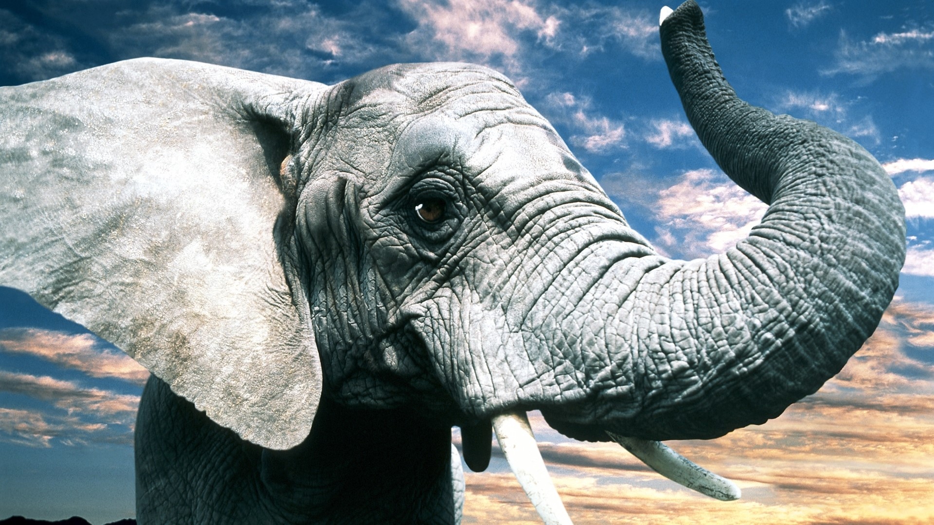 Close-up of an elephant's head and trunk HD Wallpaper