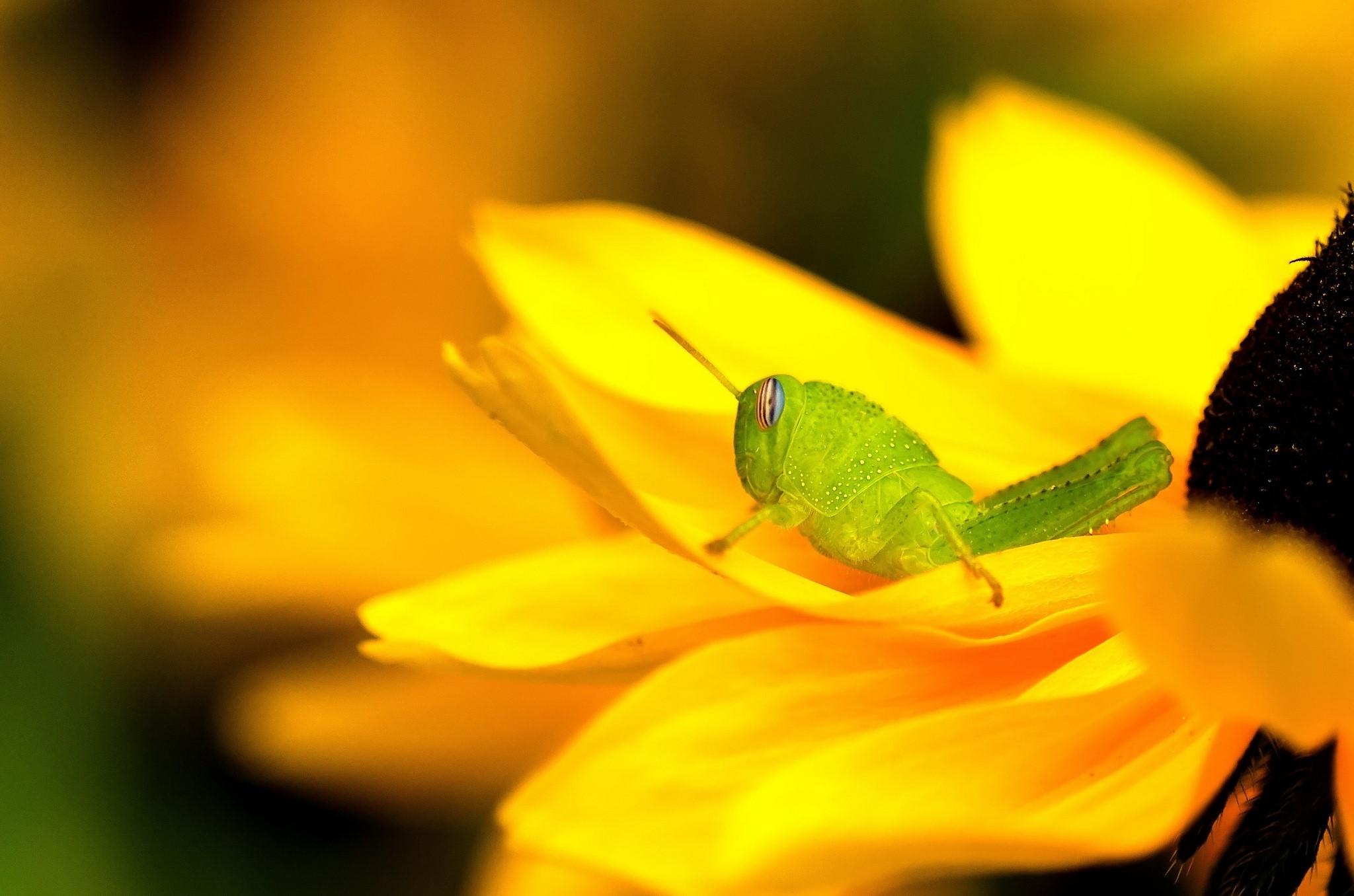 Green grasshopper on a yellow flower HD Wallpaper