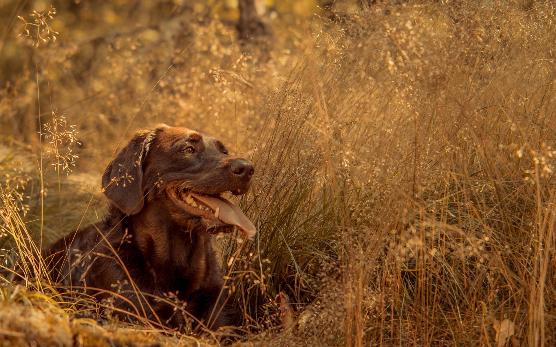 Chocolate Labrador Retriever dog in tall grass HD Wallpaper