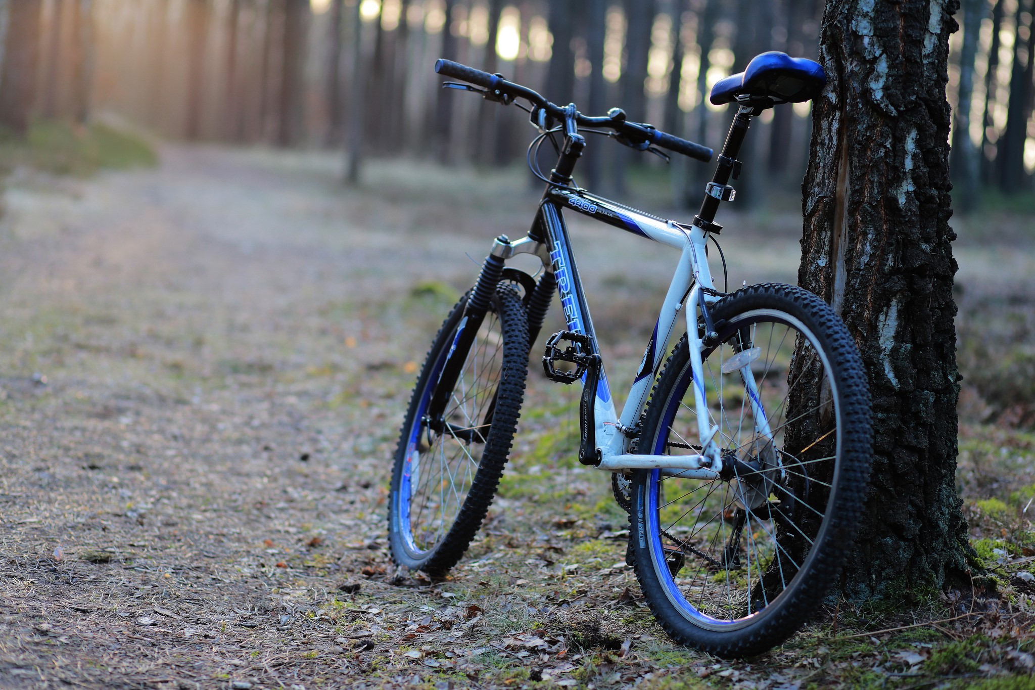 Bicycle leaning against a tree in a forest HD Wallpaper