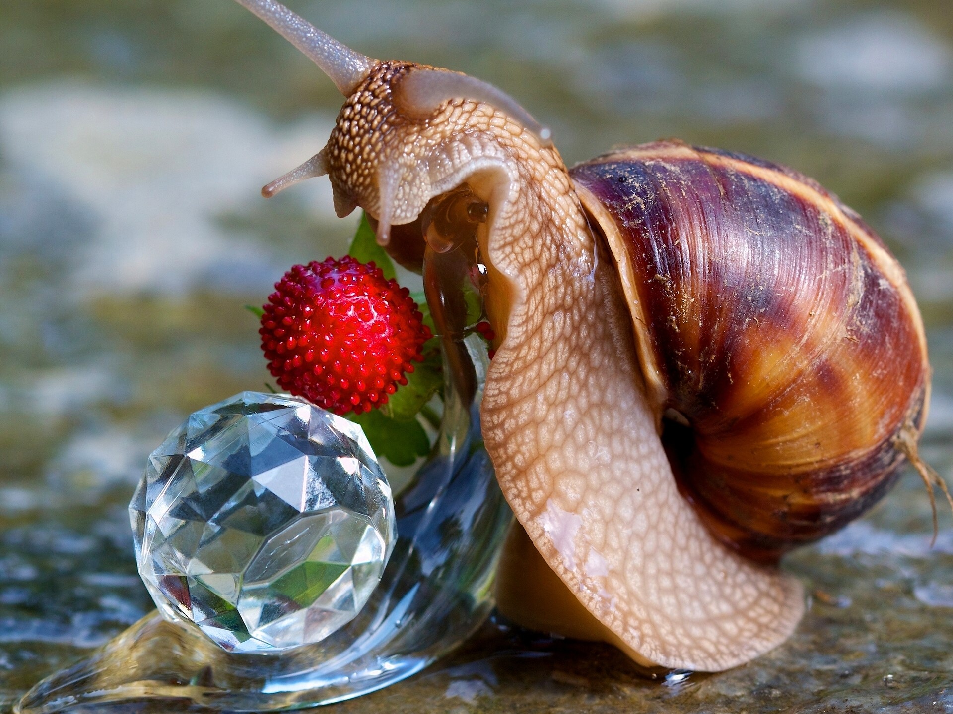 Snail with a strawberry and a crystal HD Wallpaper